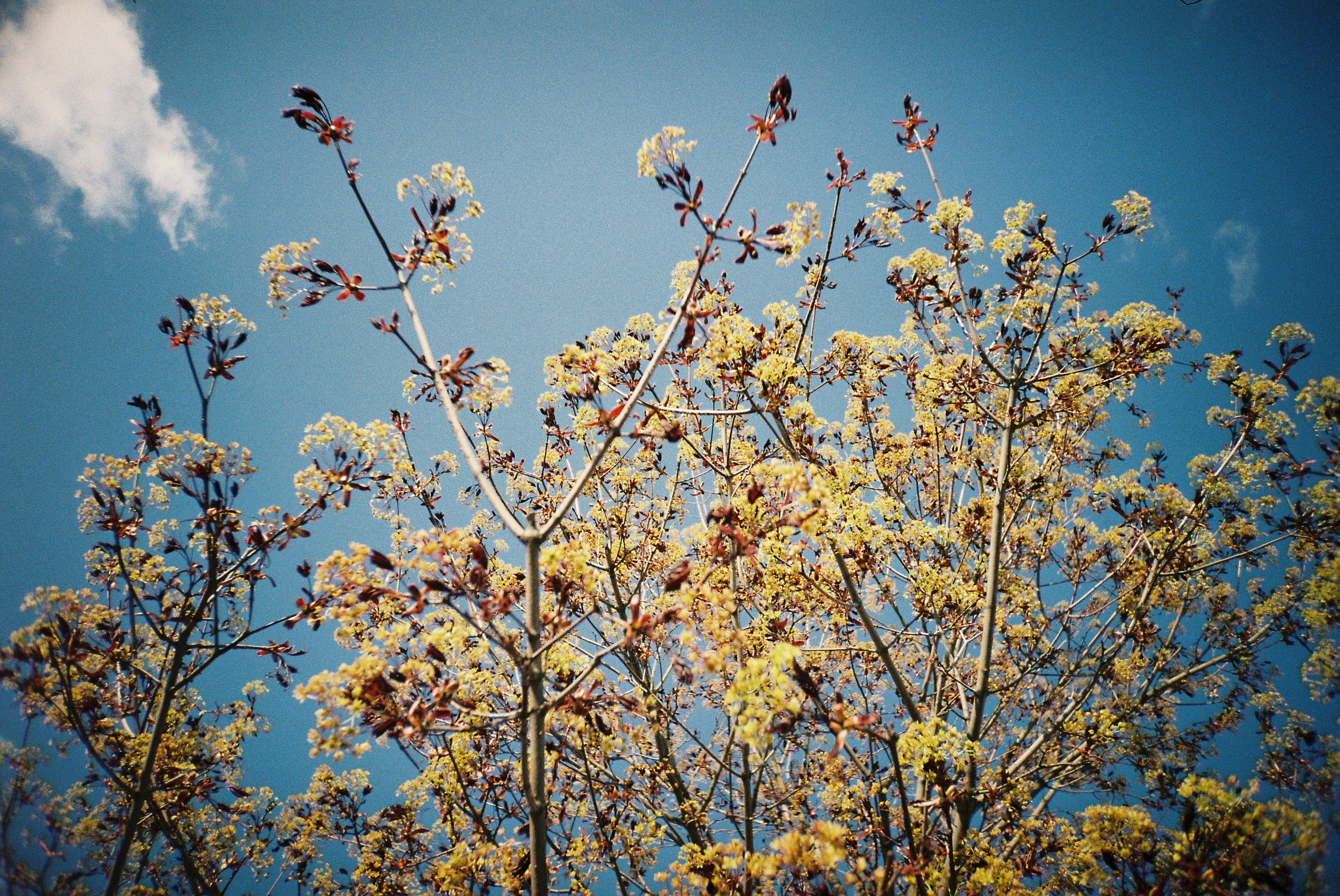 Regardant les branches d’arbres en fleurs contre le ciel bleu.