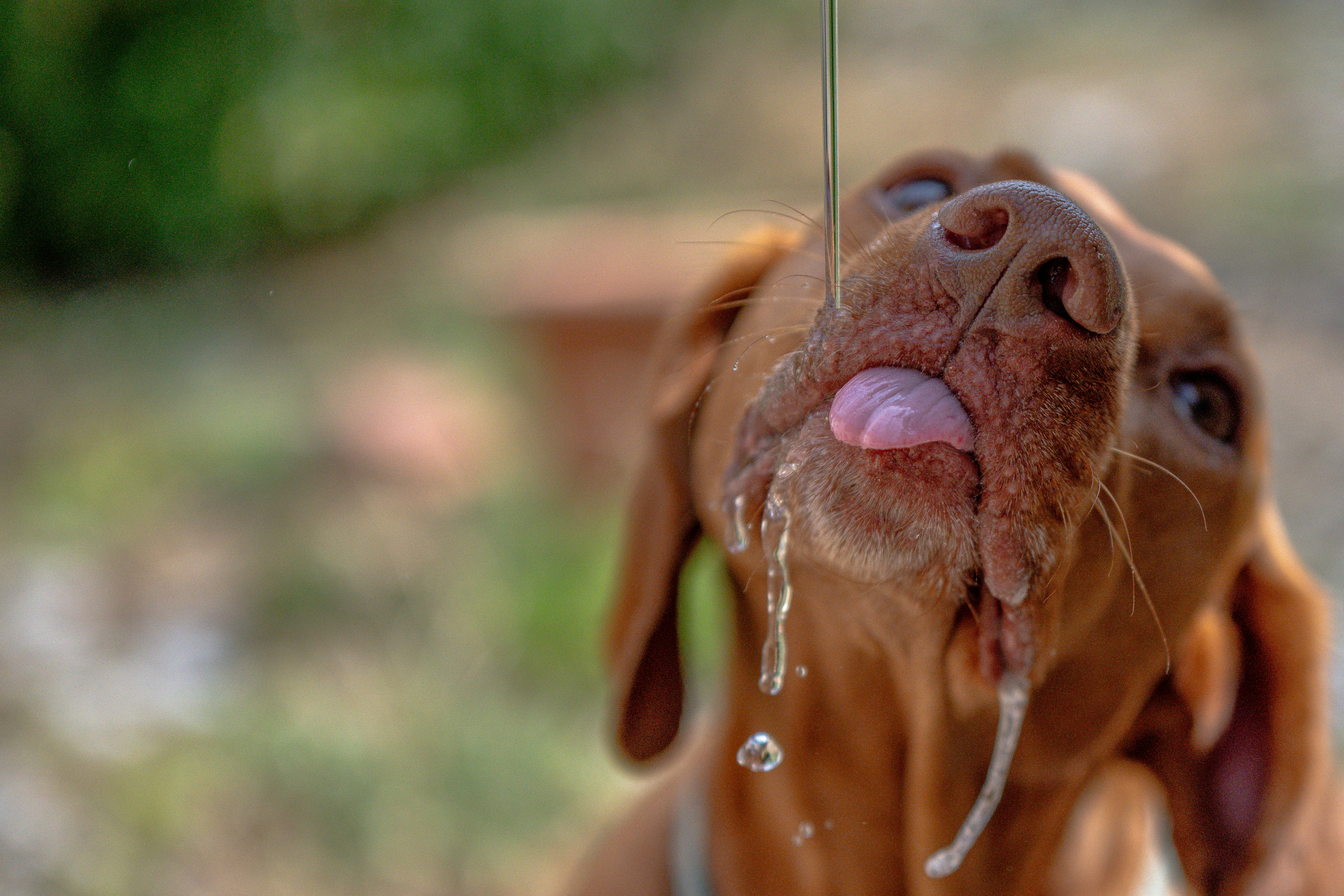A brown dog drinks water with its tongue out.