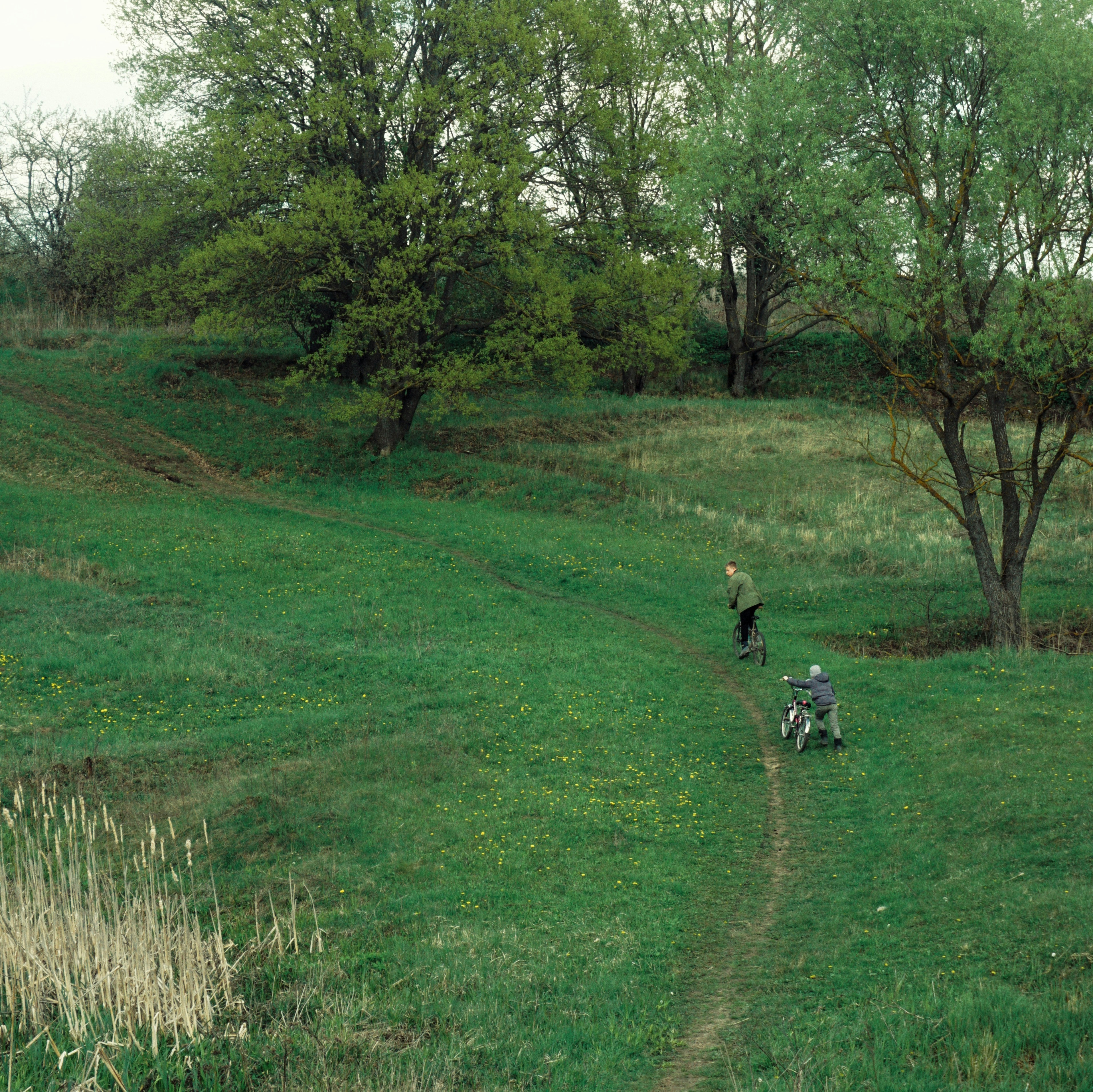 forest wallpaper kids, wallpaper, Camping with Kids: Best Tips for Young Children 4