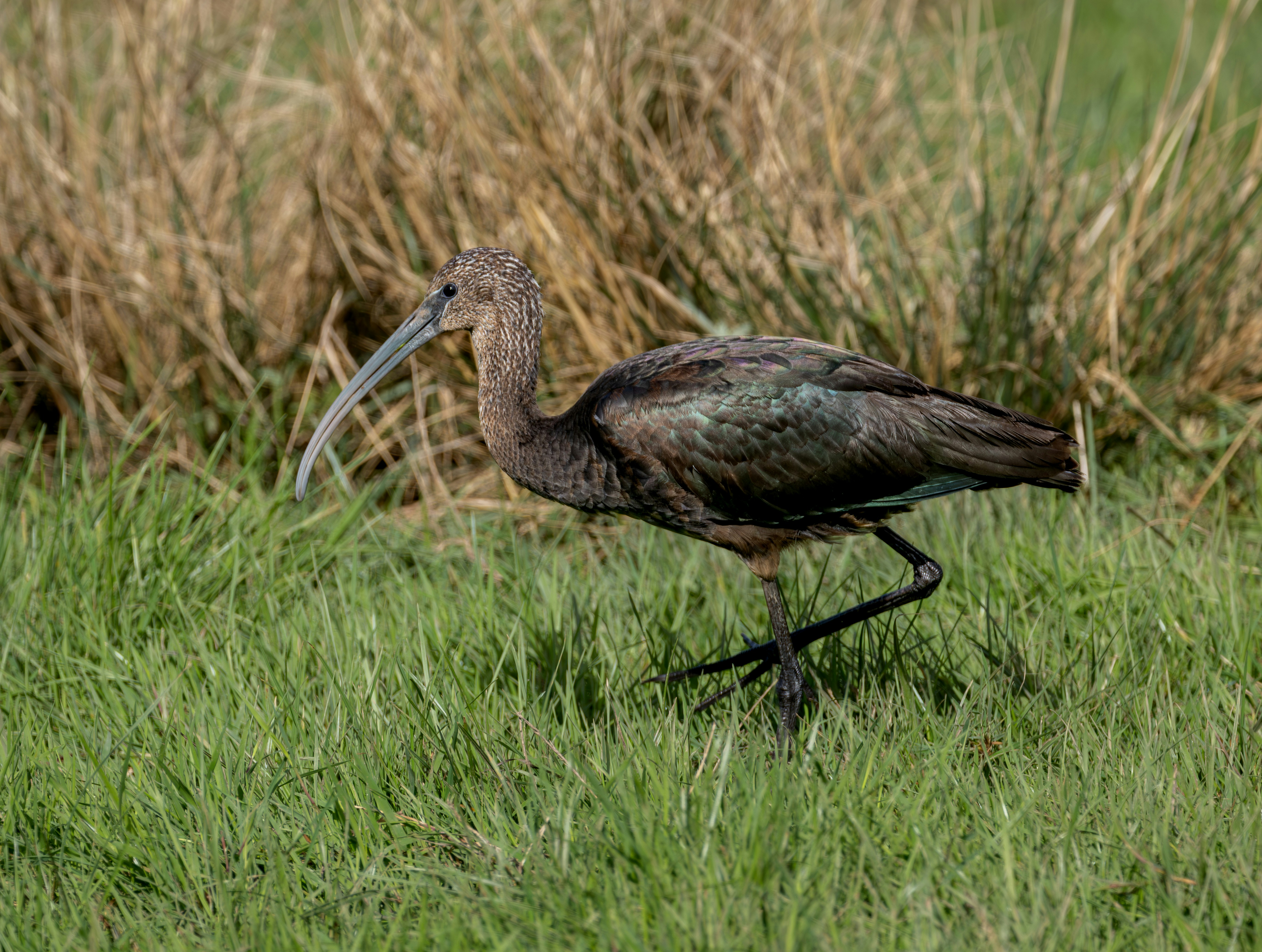 A brown ibis bird walks through green grass.