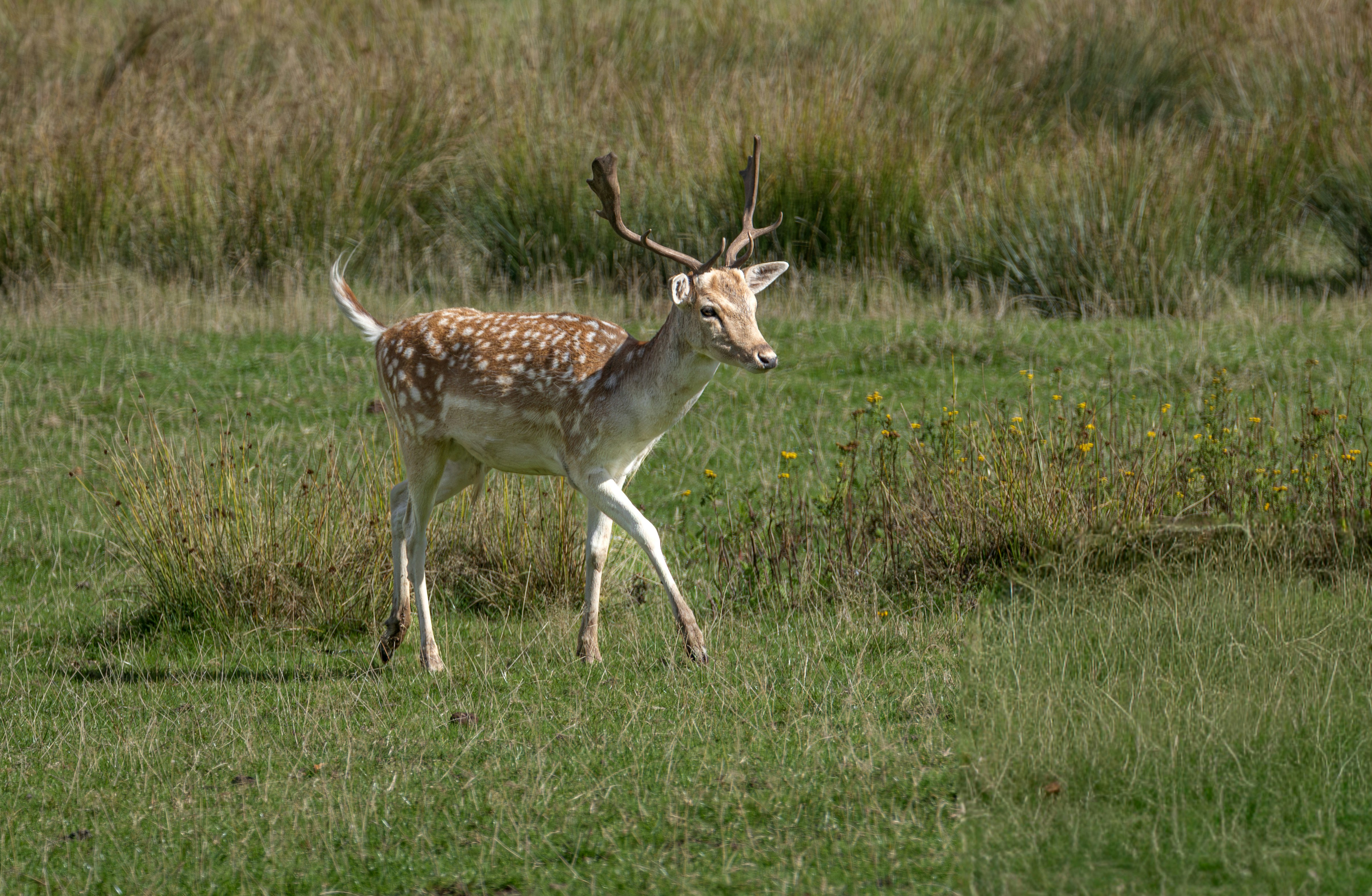 A spotted deer walks through a grassy field.