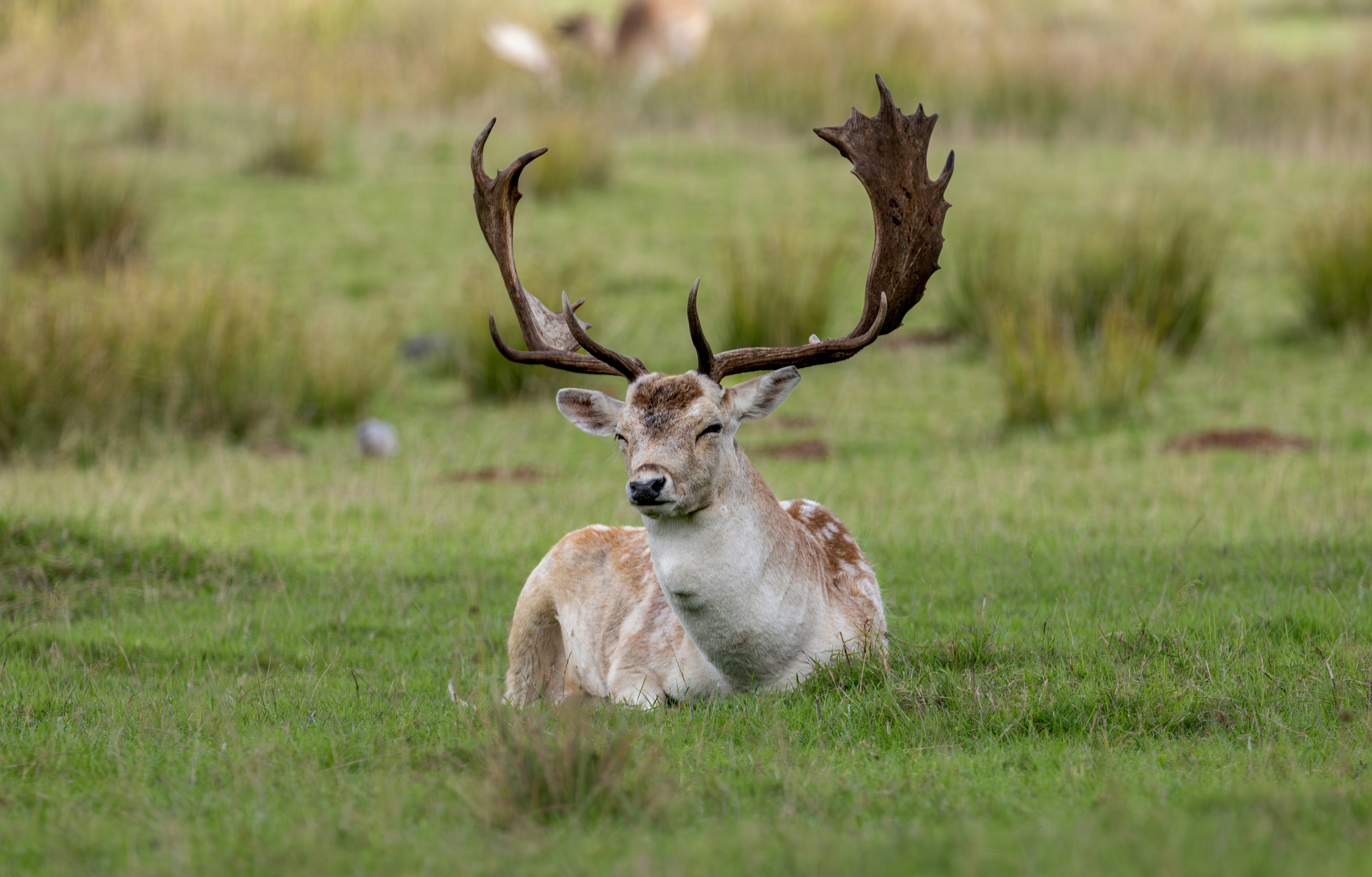 A deer with large antlers rests in a grassy field.