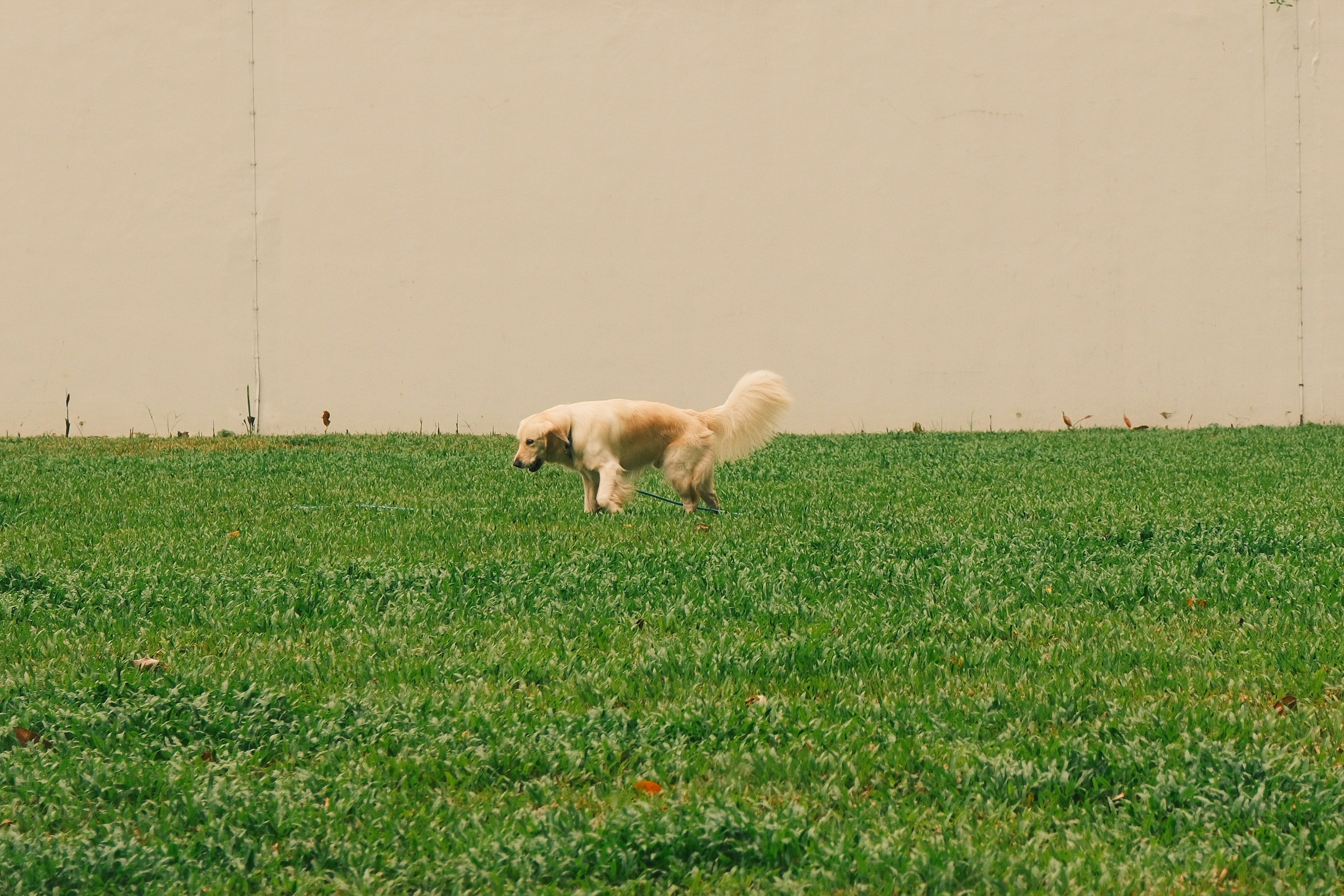 Understanding the Purpose of Dog Drool