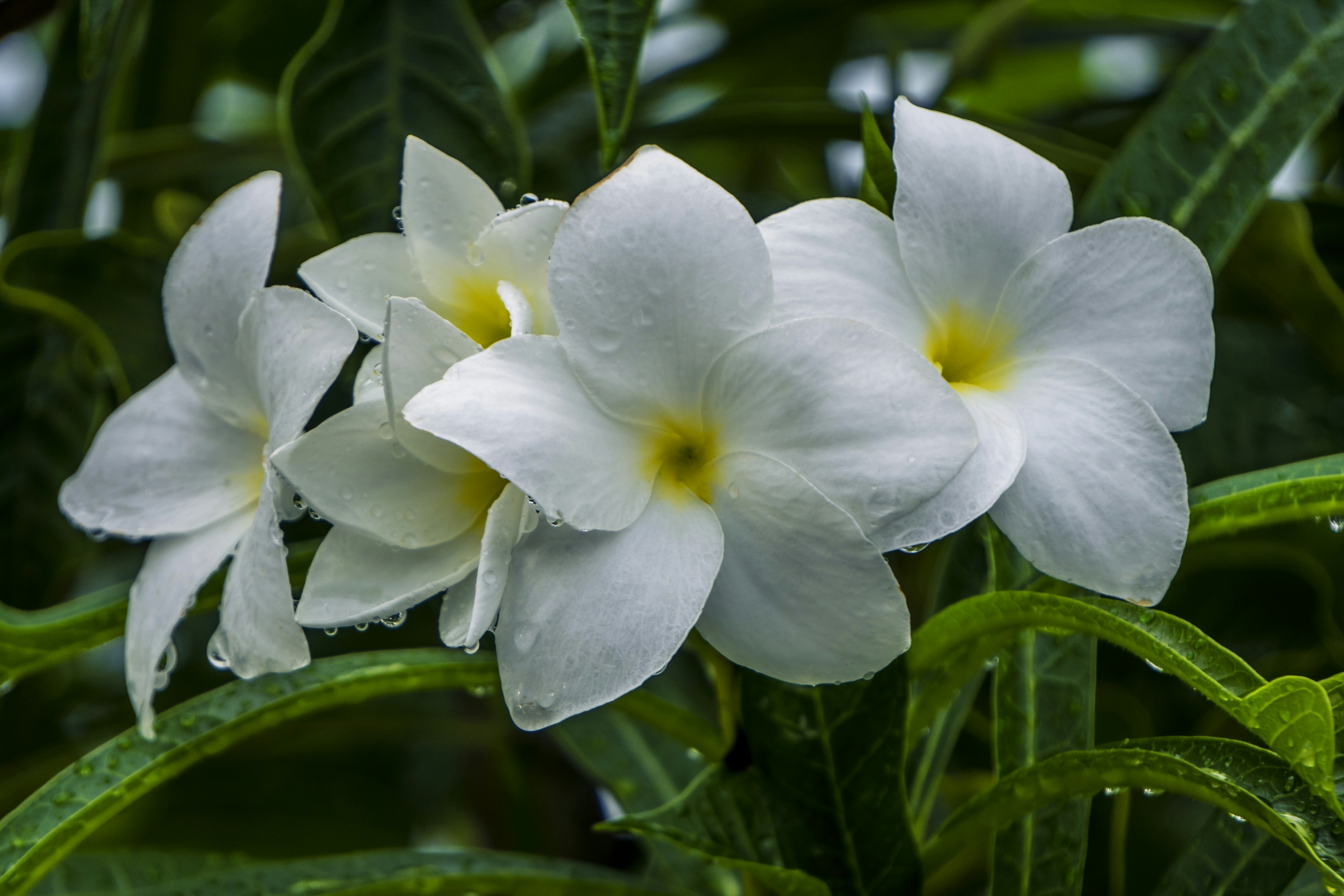 Photo by harshitphotography