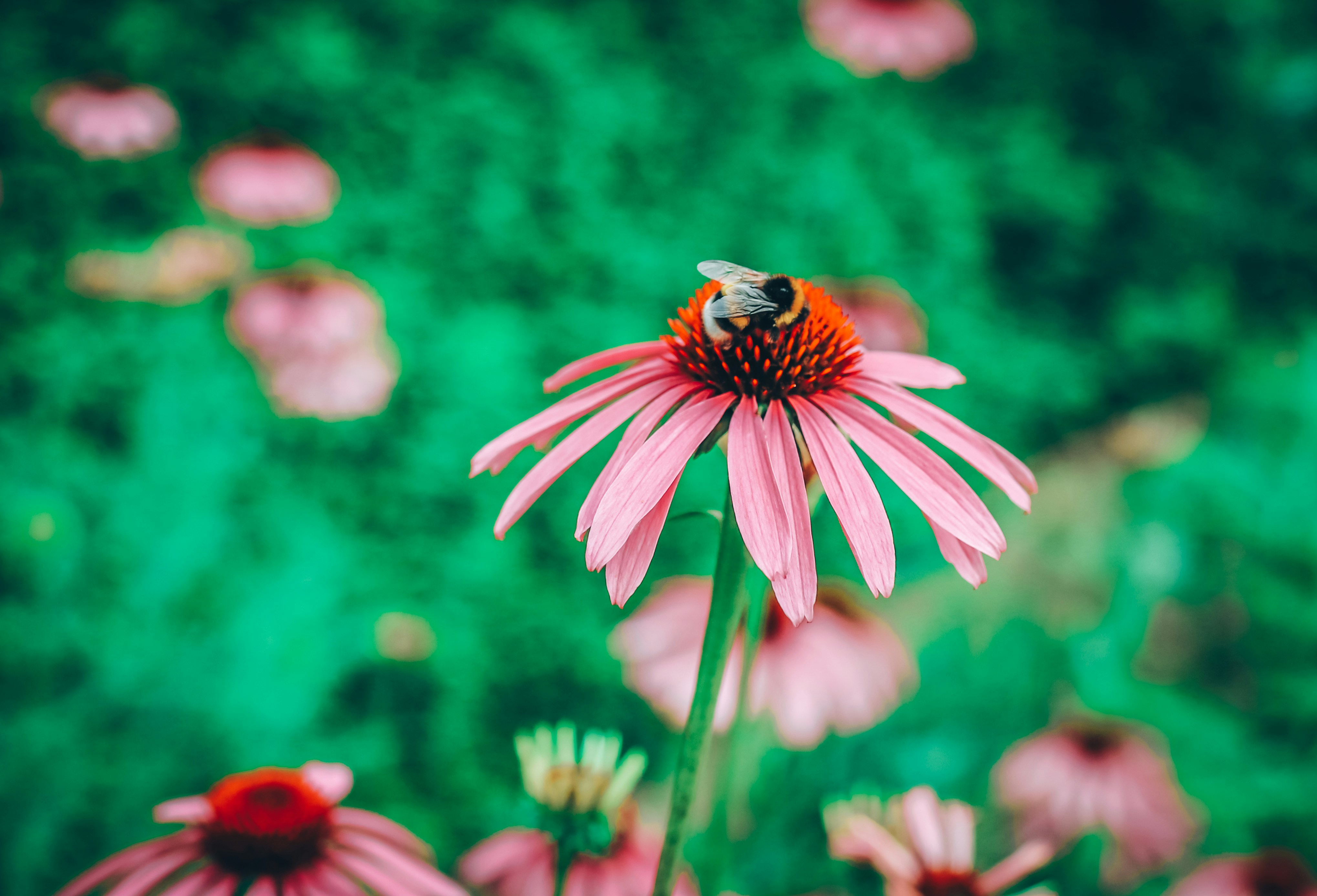 Photo by itsmeroland