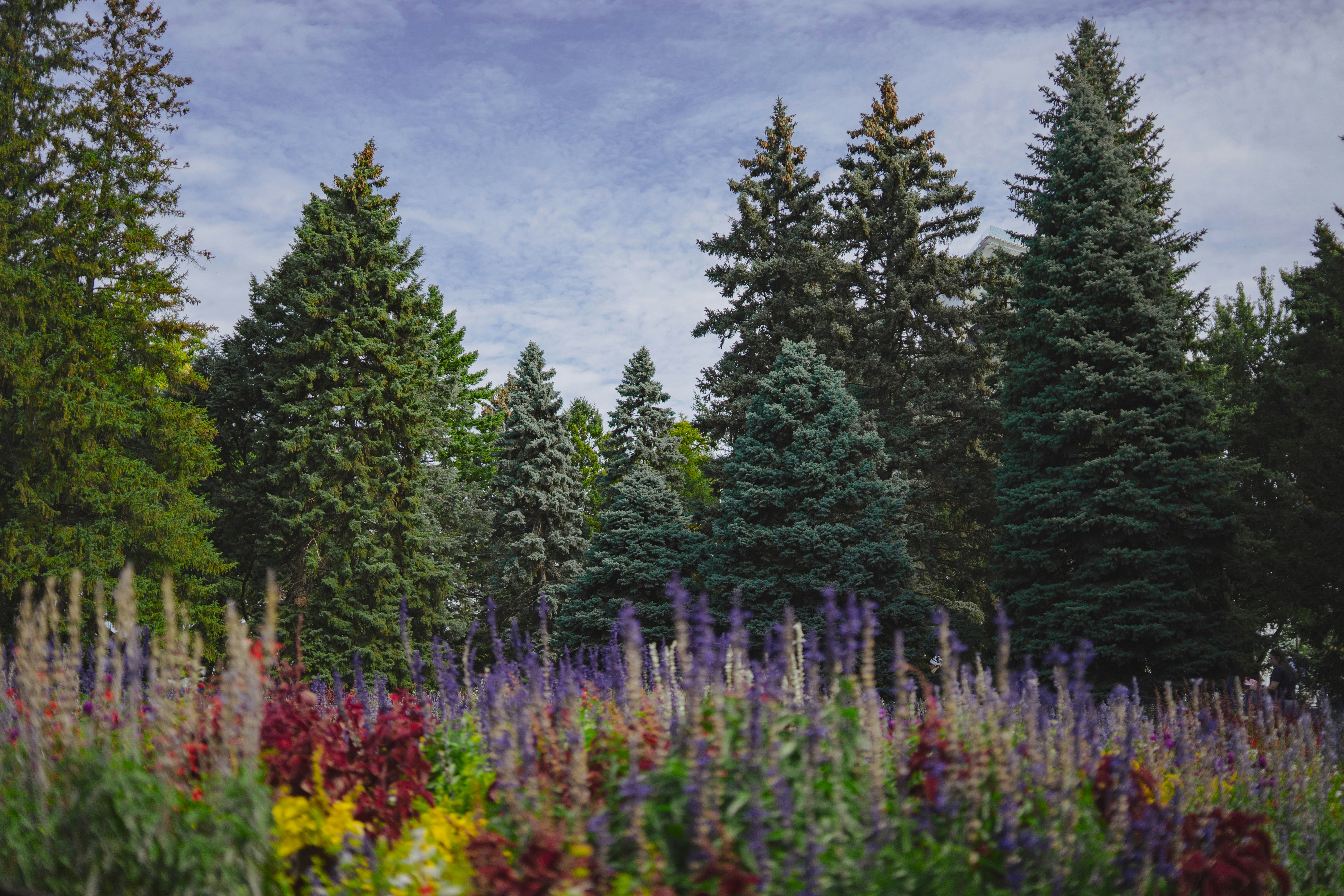 Tall evergreen trees overlook a field of colorful wildflowers.