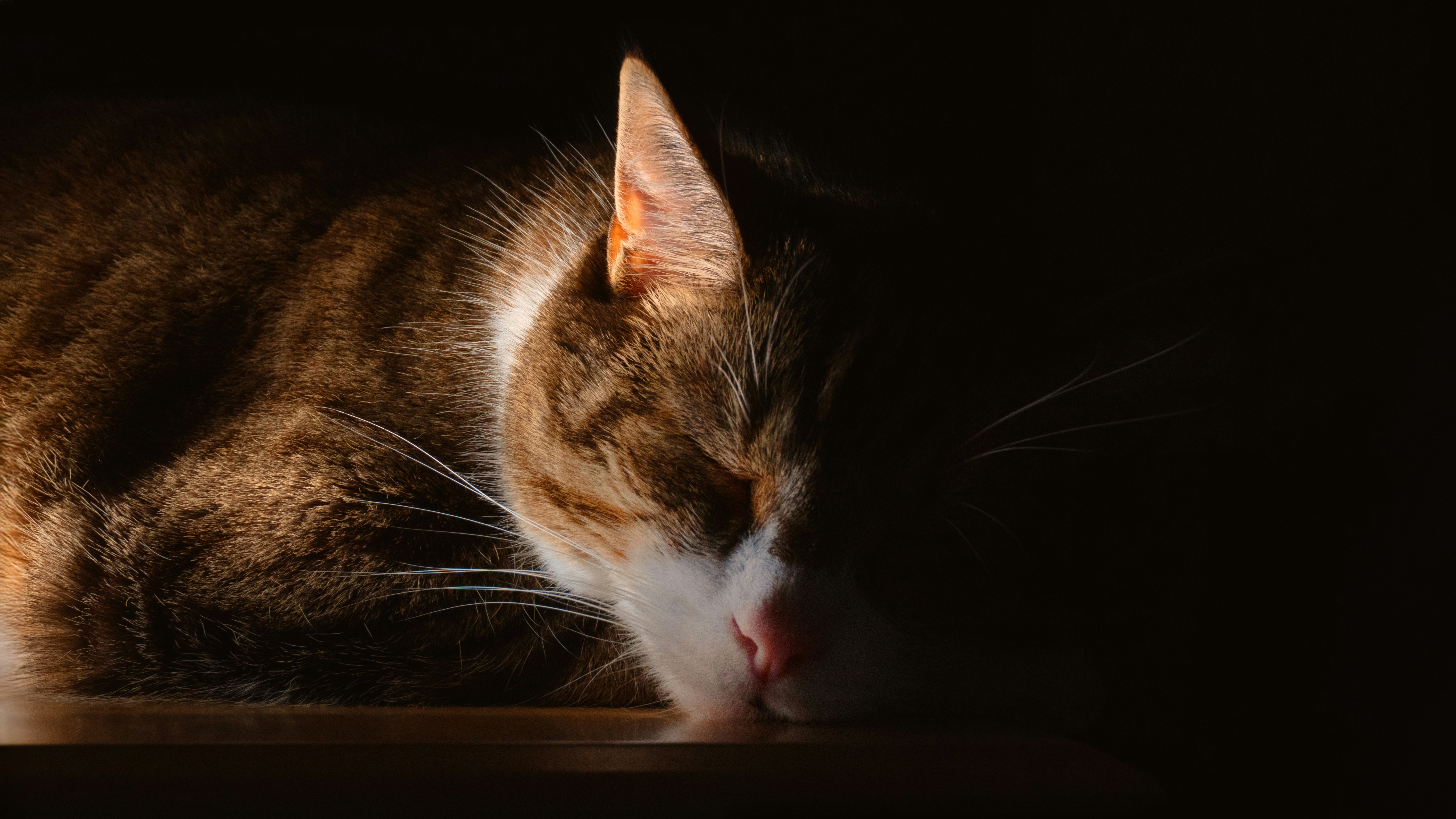 A tabby cat sleeps in dappled sunlight.