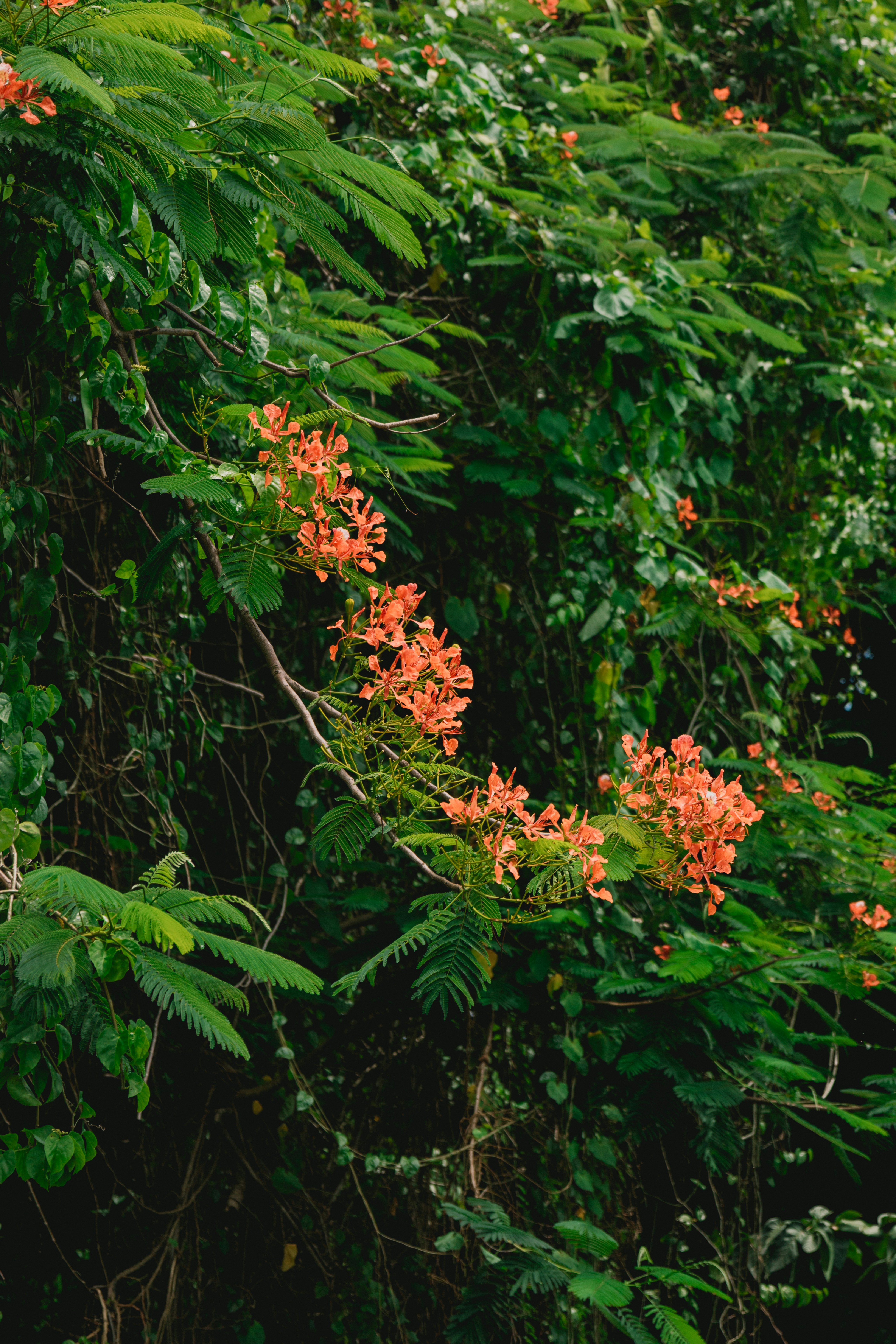 Day 3: Nevis Nature and Island Culture Before Departure