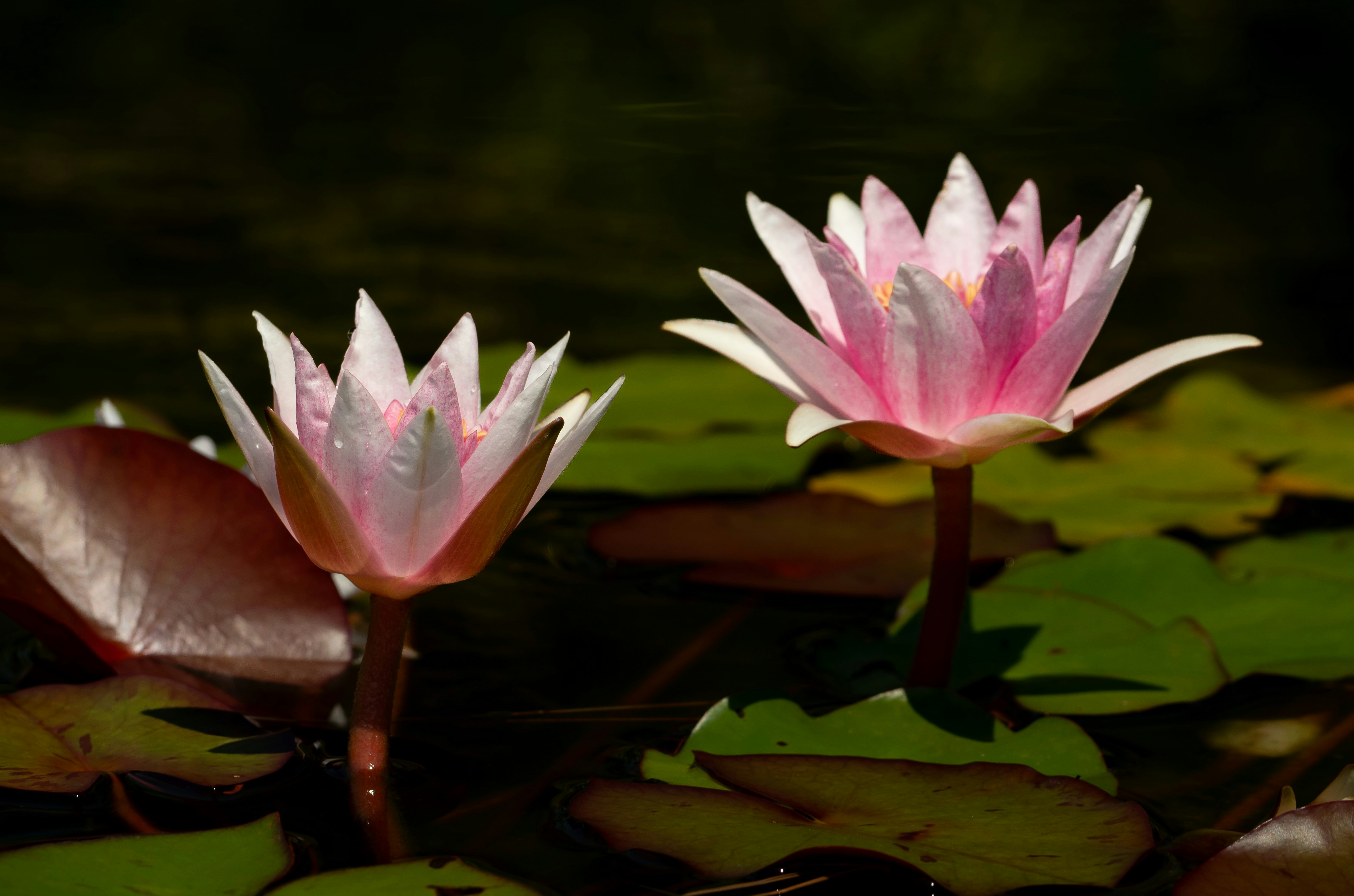 Two delicate pink water lilies bloom on a pond.