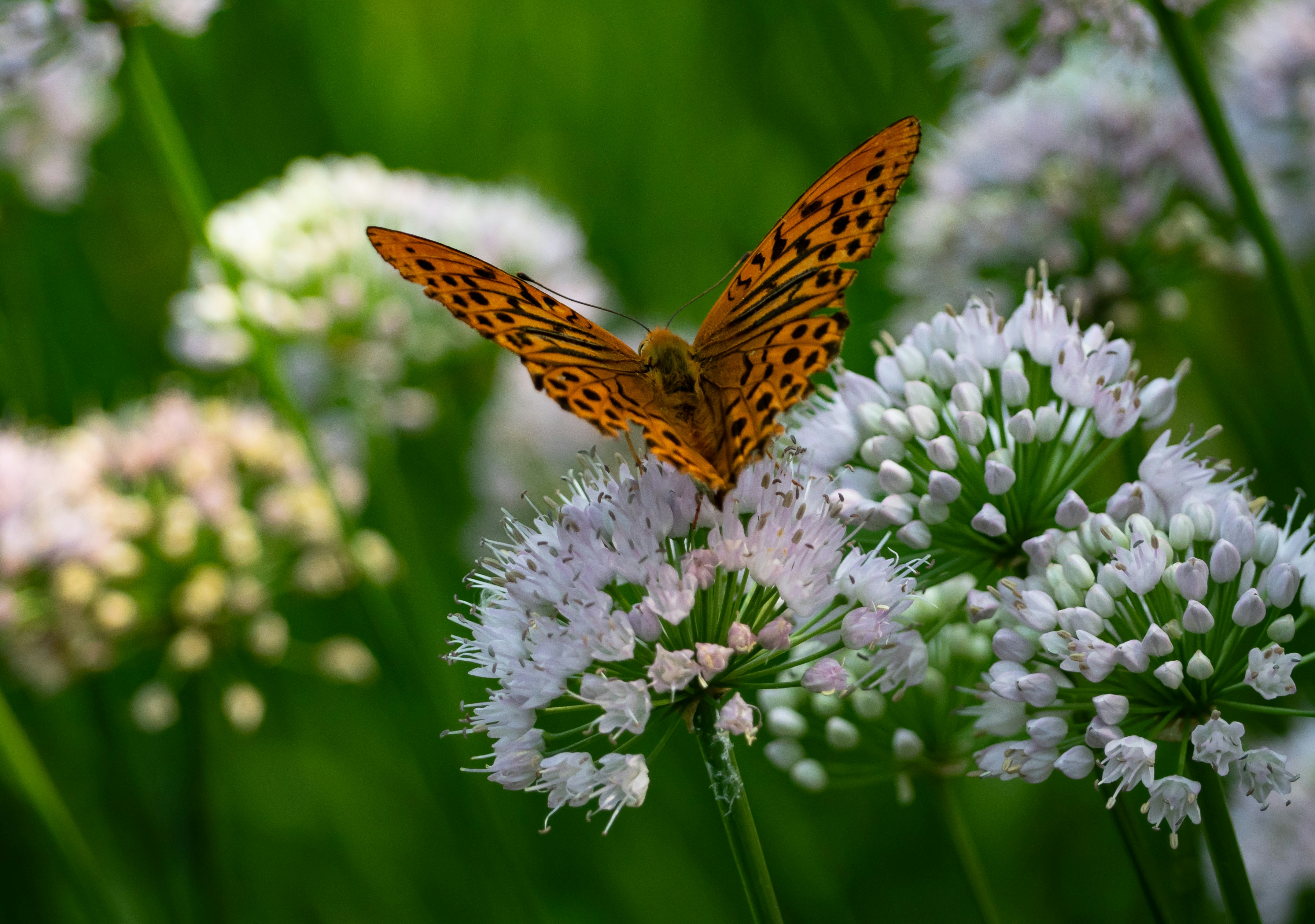 Orange butterfly rests on a white flower.