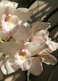 Close-up of delicate white and pink orchids blooming