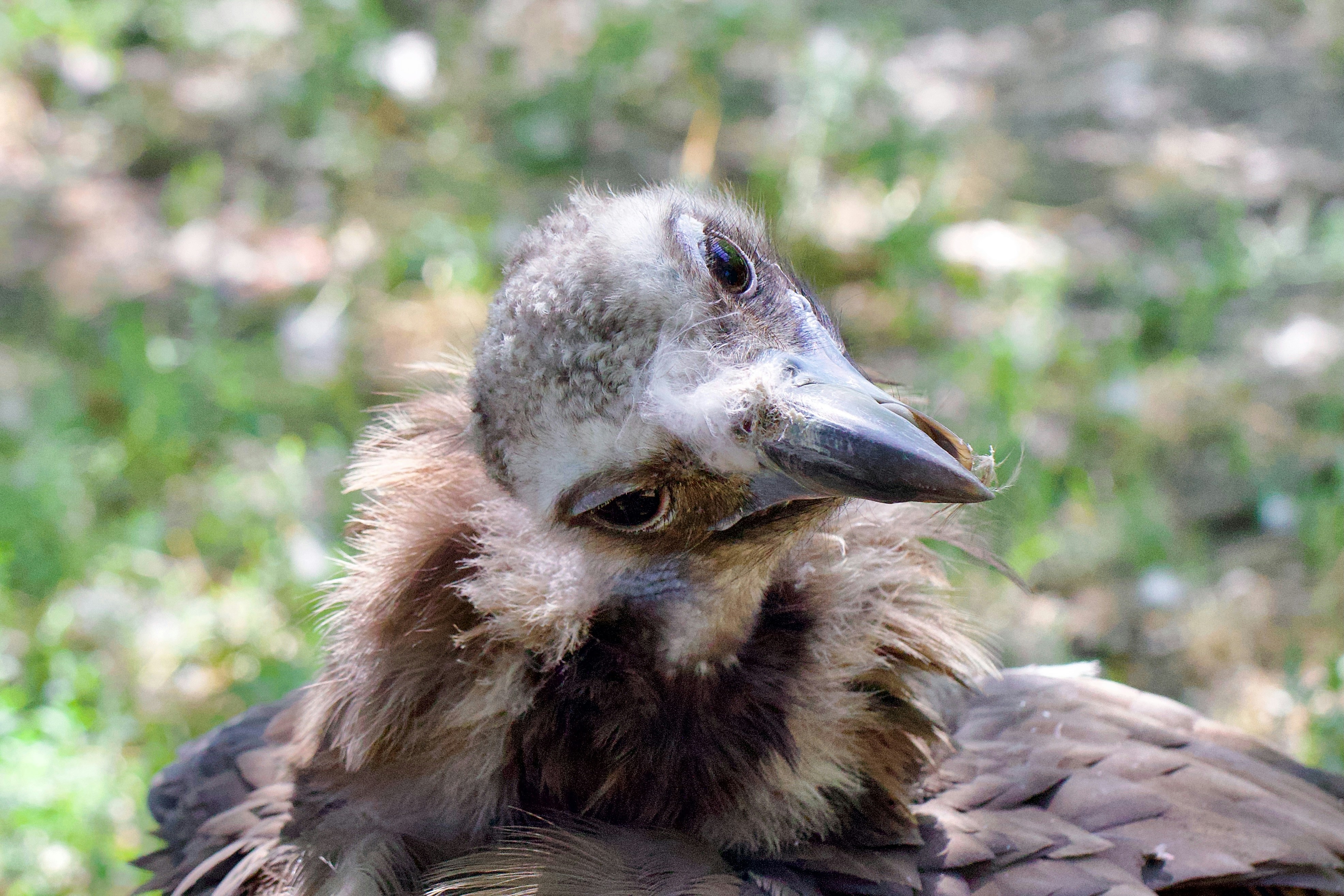 A close-up of a vulture with fluffy feathers.