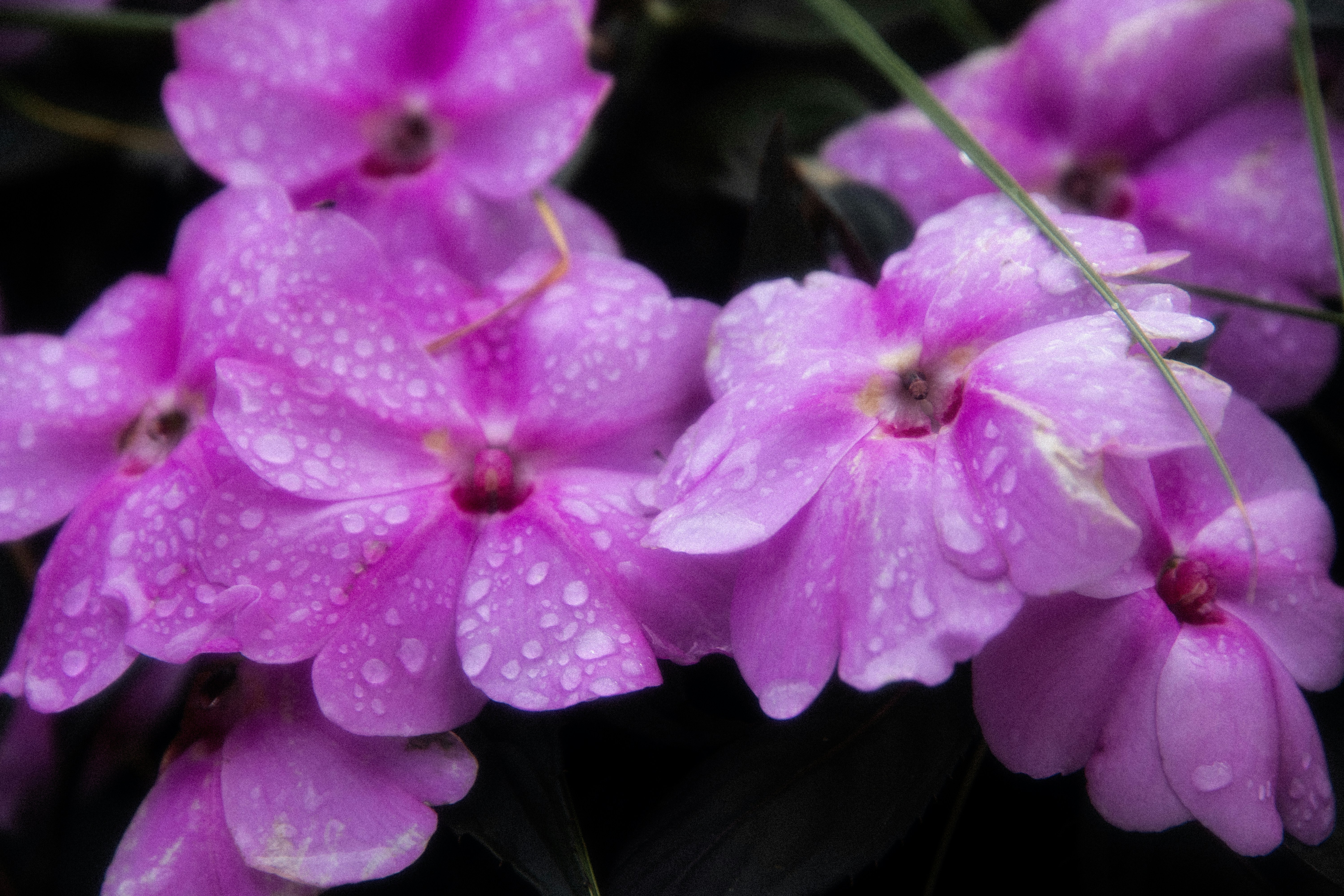 Close-up of pink impatiens flowers with water droplets.