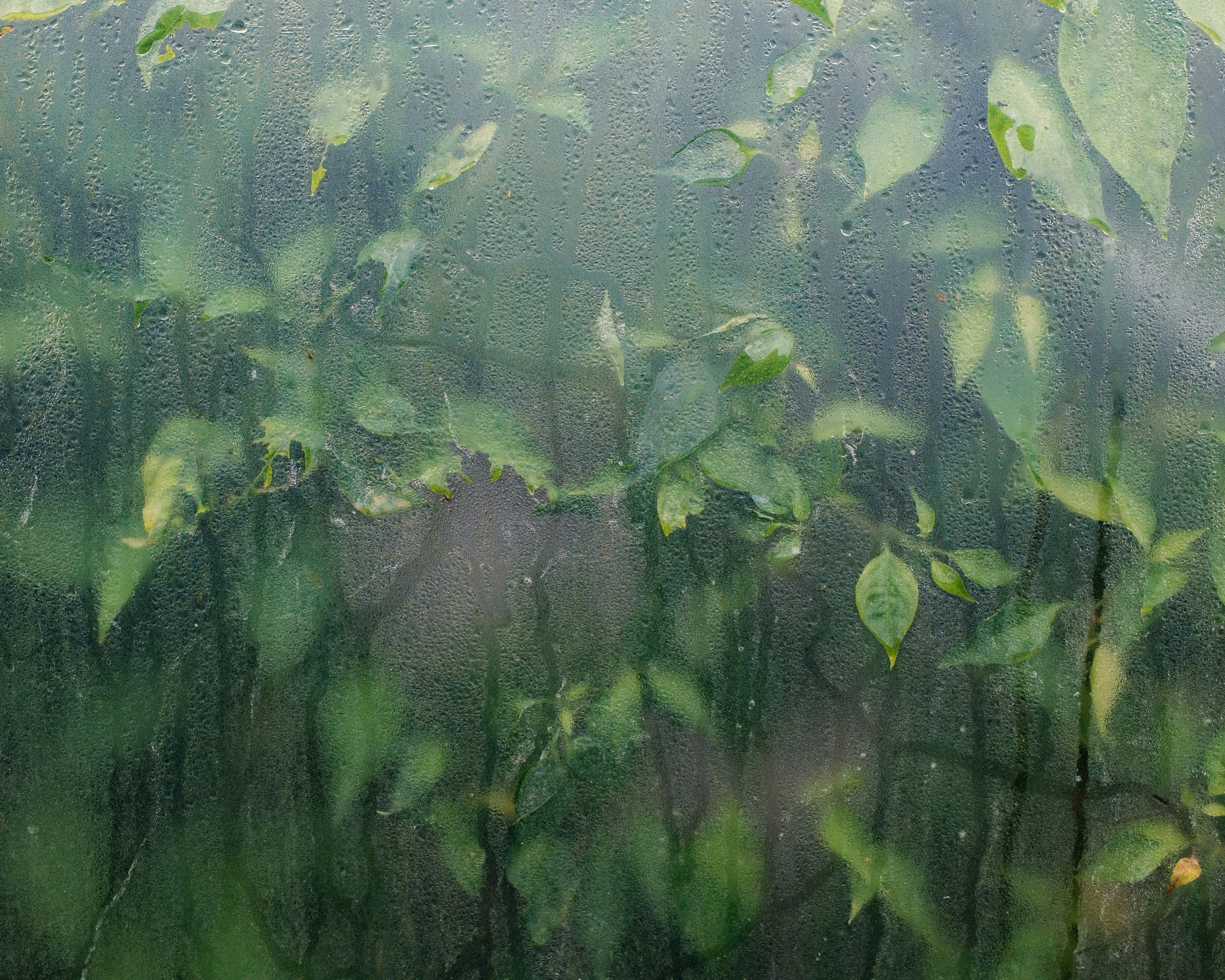 Green leaves seen through a wet window pane.