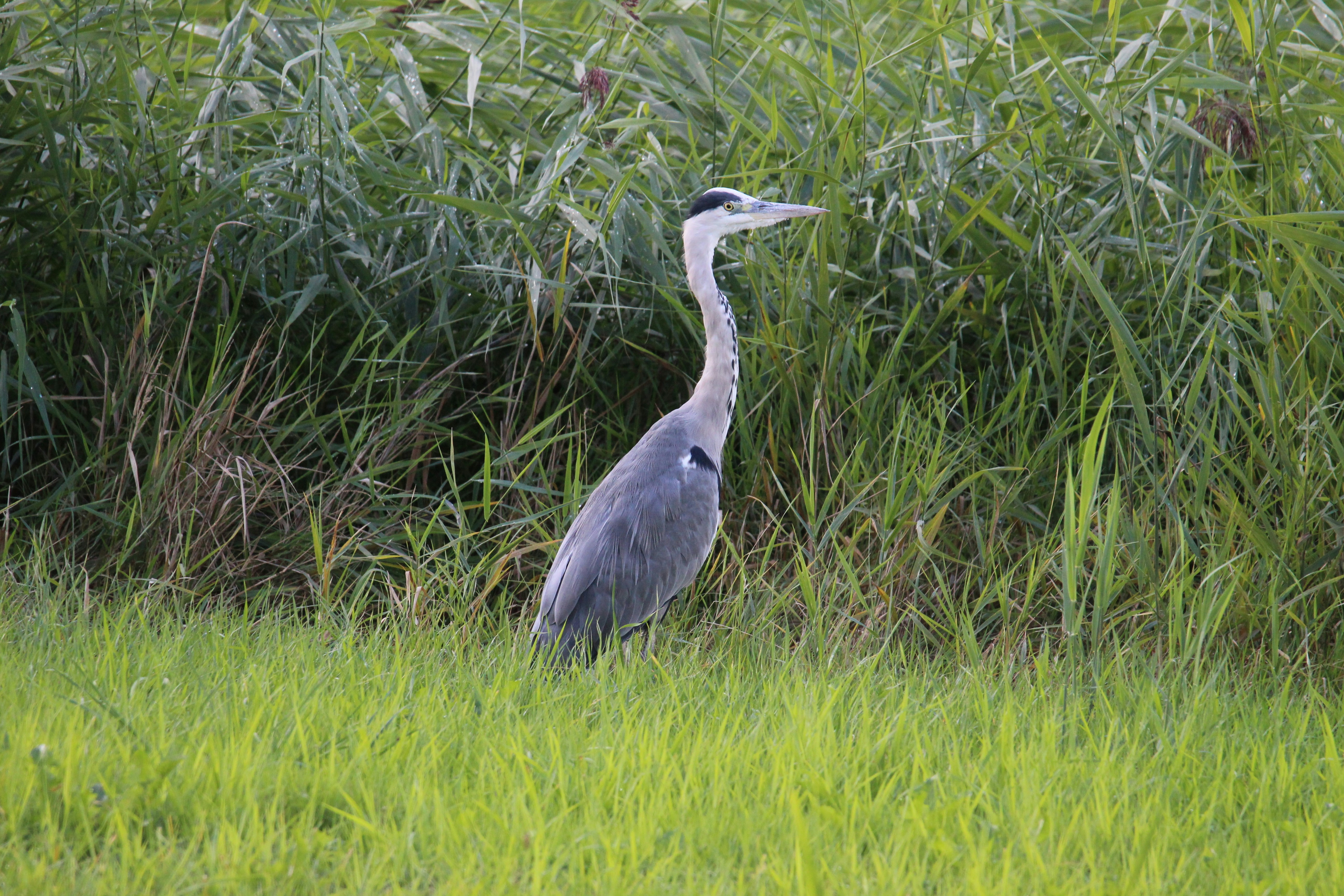 Photo by christiaandebruin