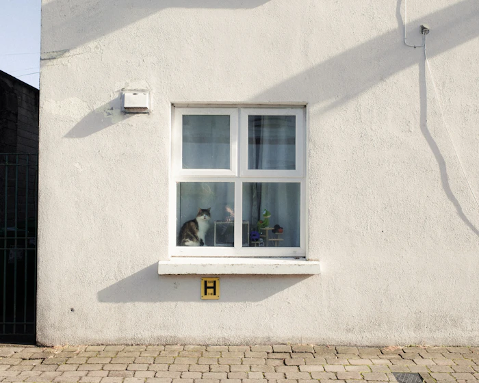 Pet Friendly Stays