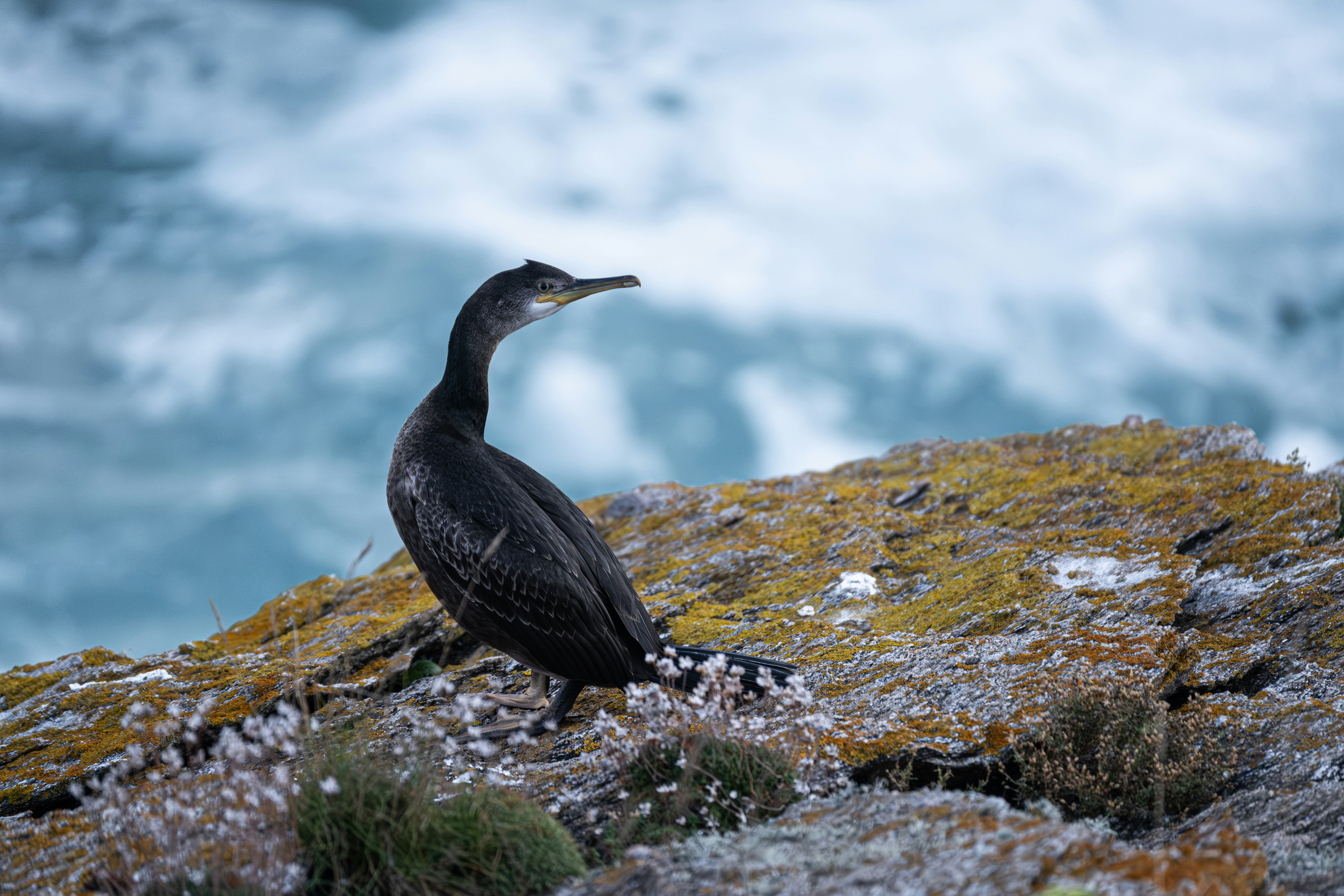 Un uccello nero si trova su una costa rocciosa vicino all'acqua.