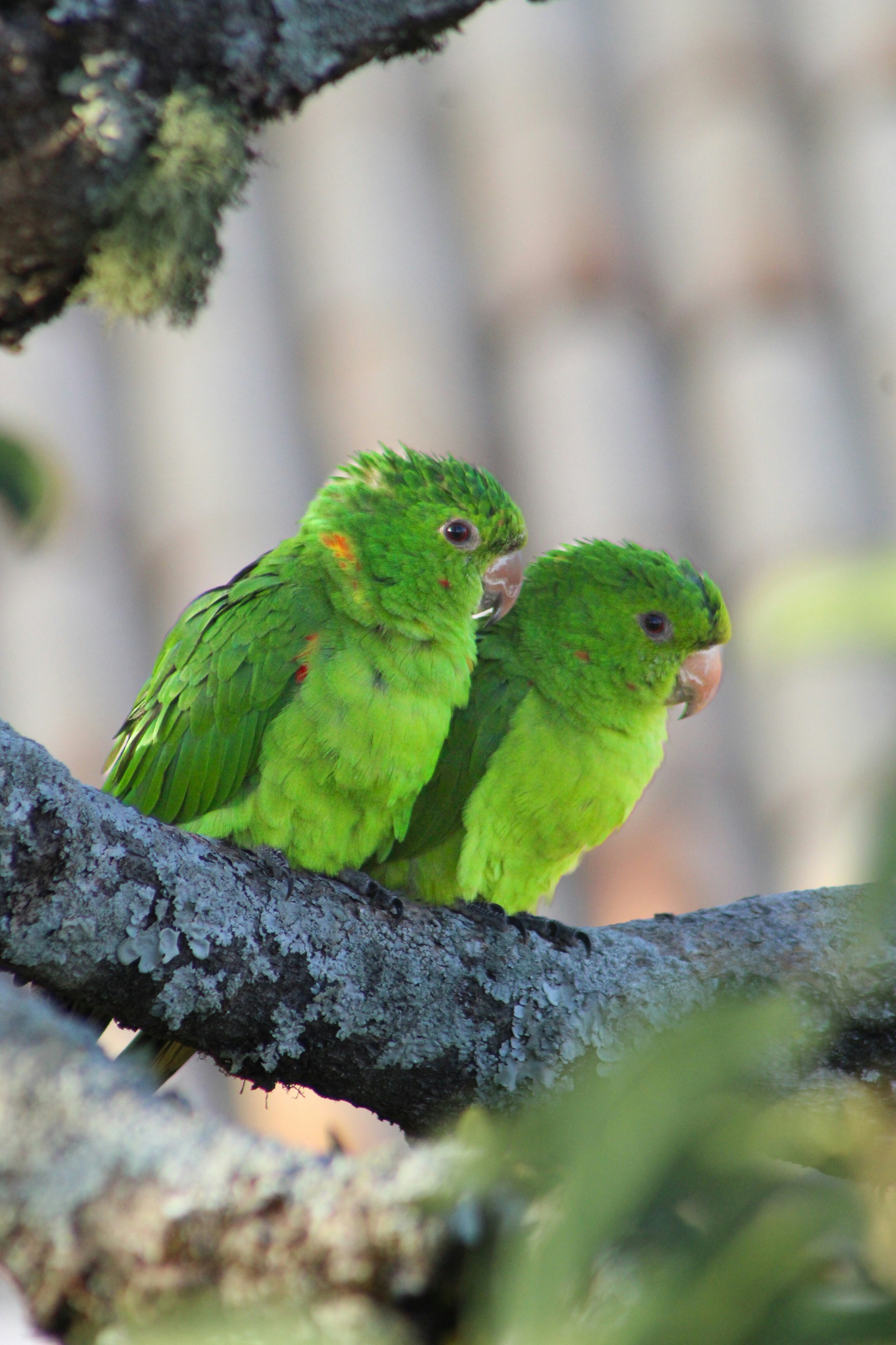 Two small green parrots perched on a branch.