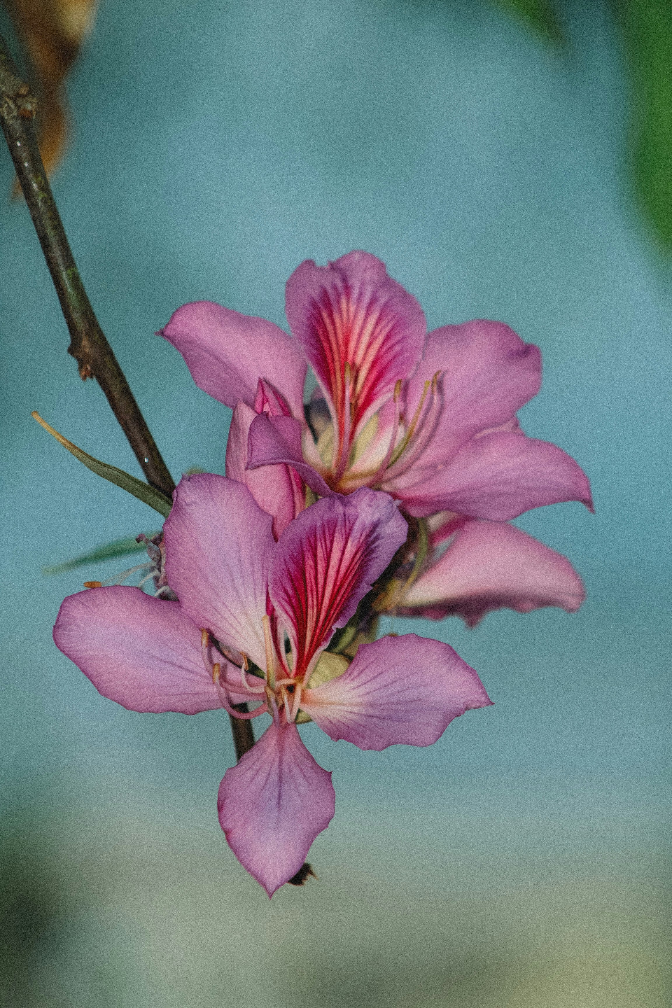 Two delicate pink orchid-like flowers on a branch.