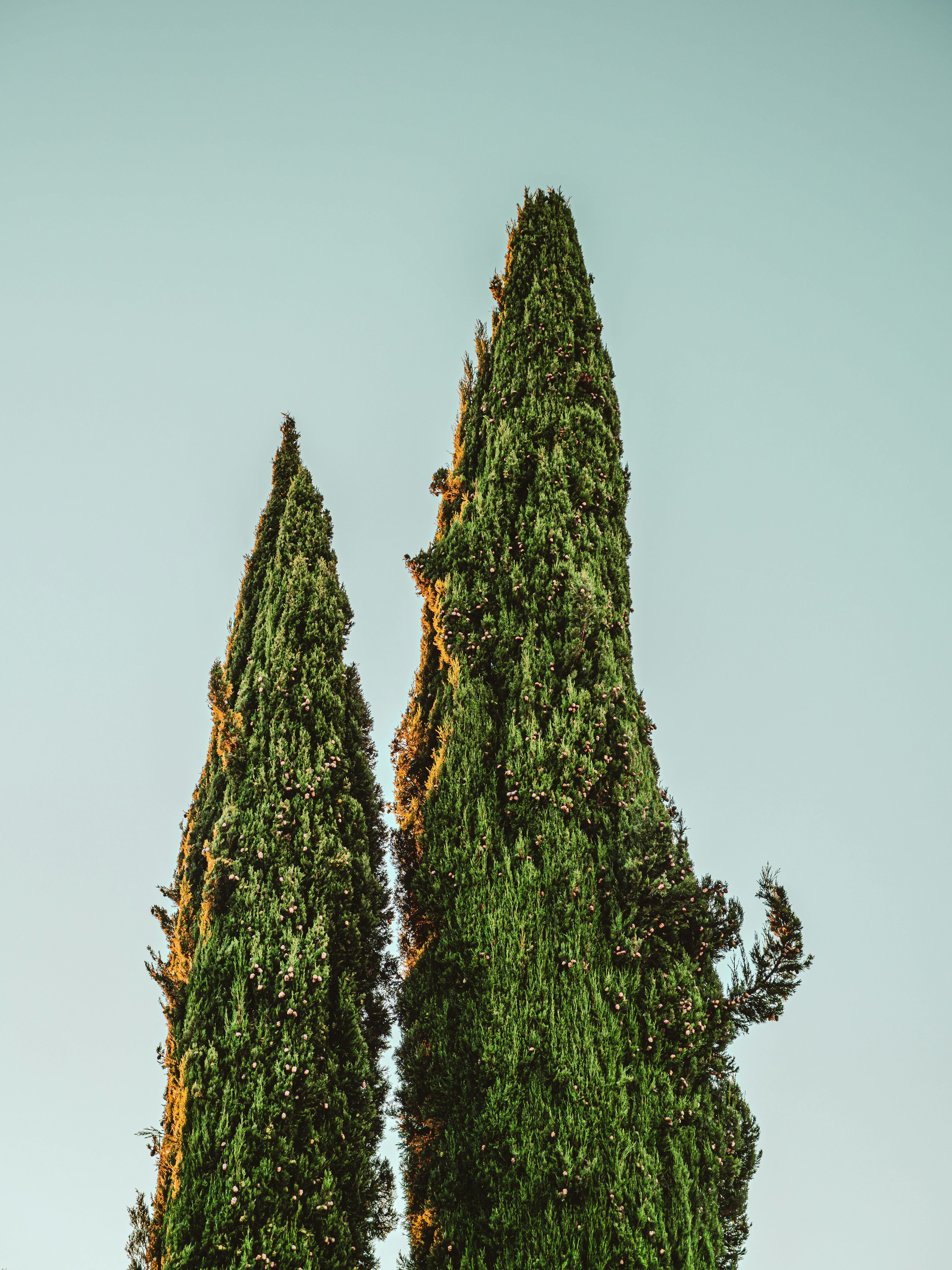 Cypress tree