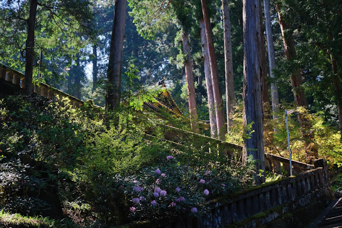 A sunlit forest path with a wooden railing