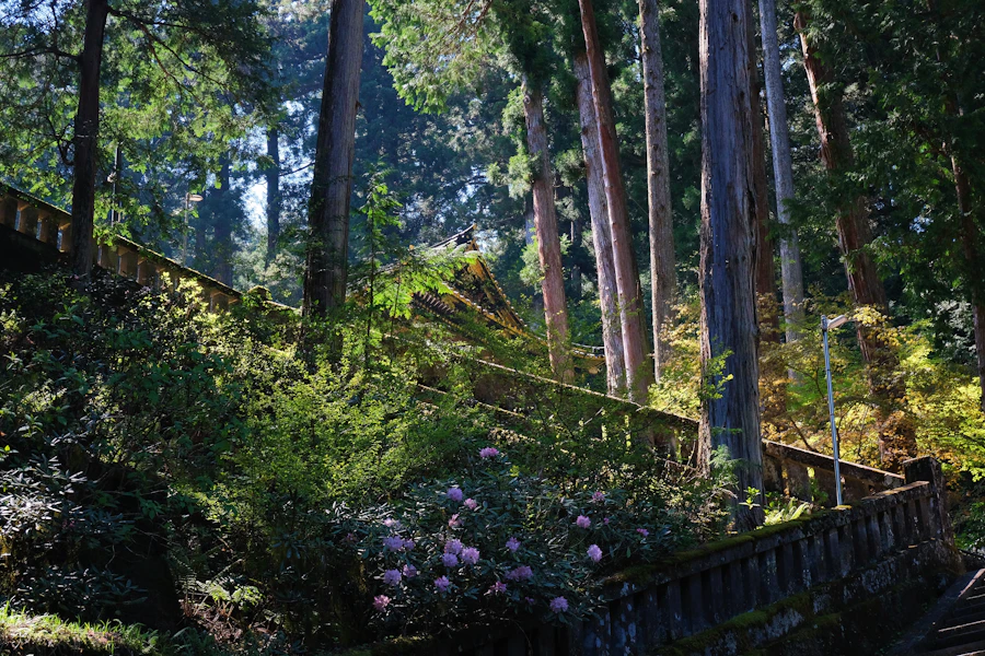 Summer in Japan