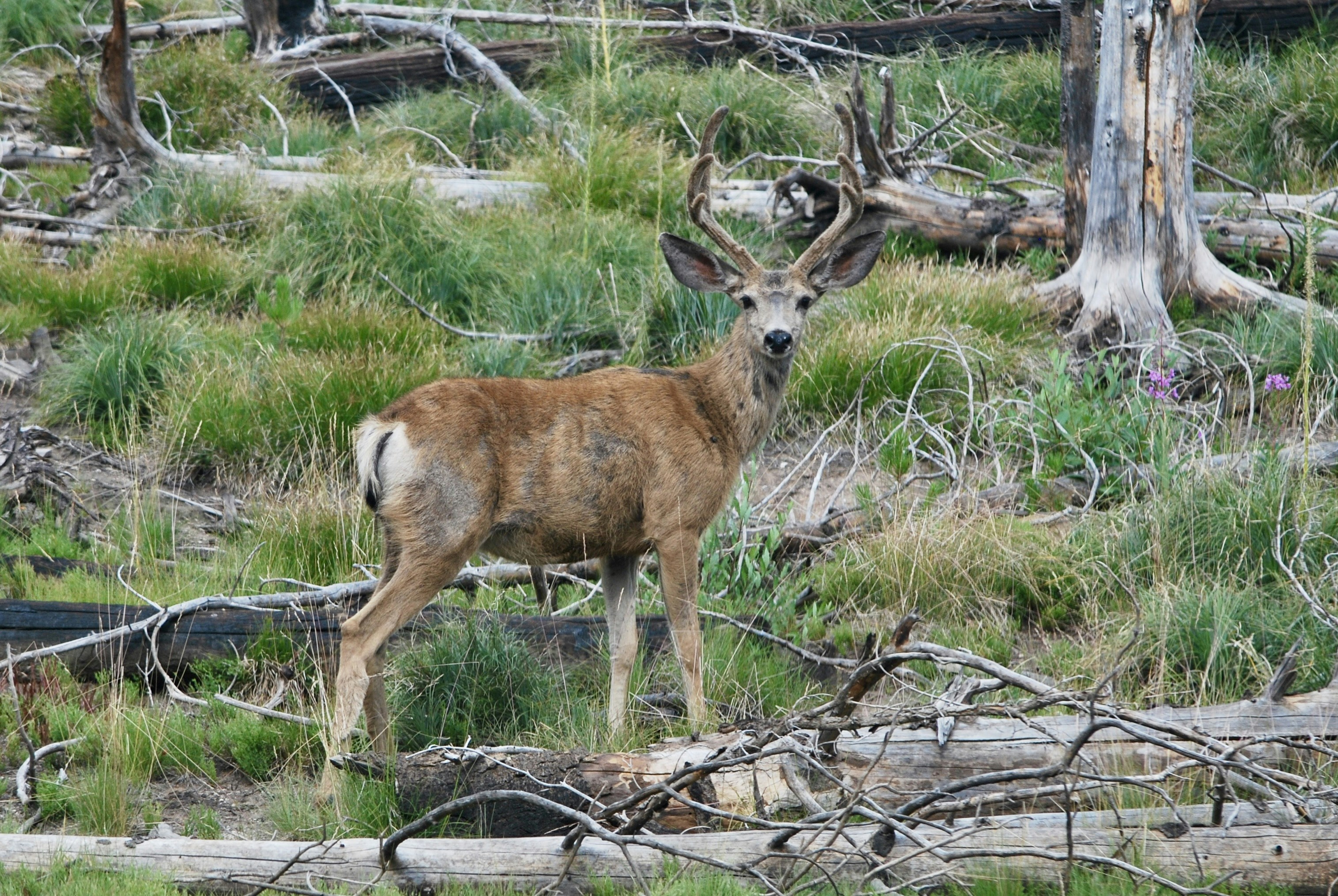 Photo by tonitisdale