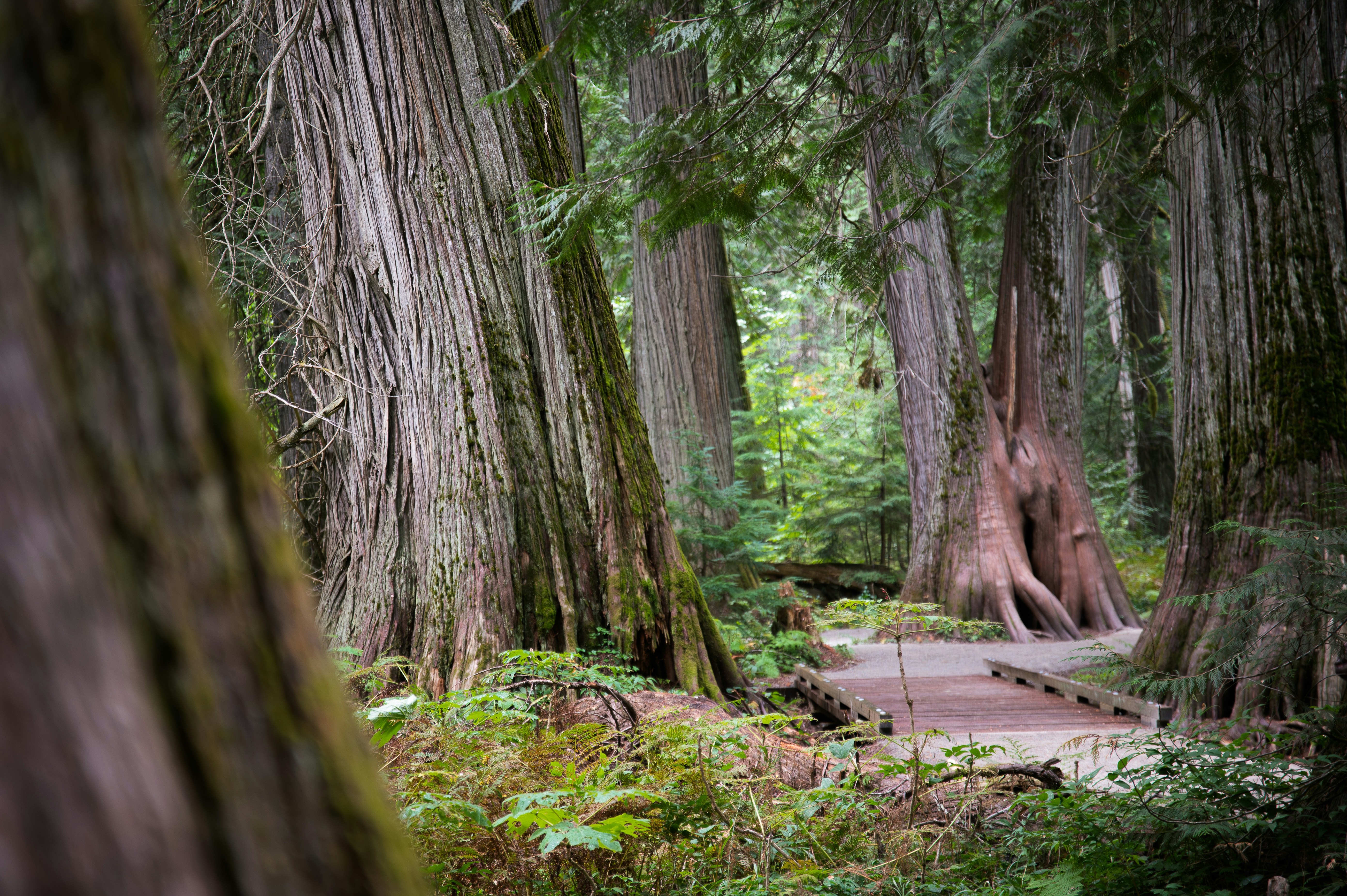A scenic path winds through a lush, green forest.