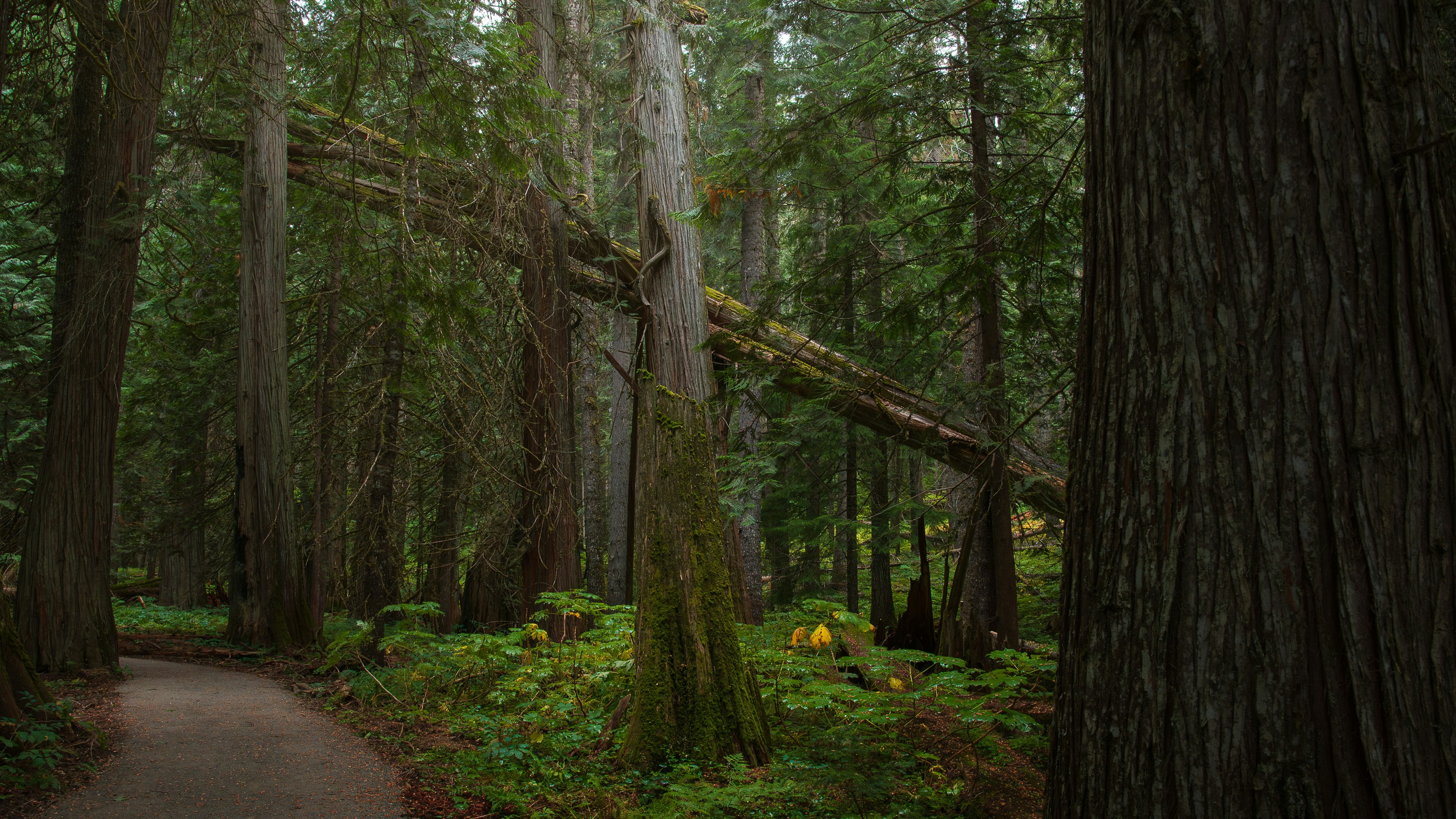 A fallen tree crosses a path in a lush forest.