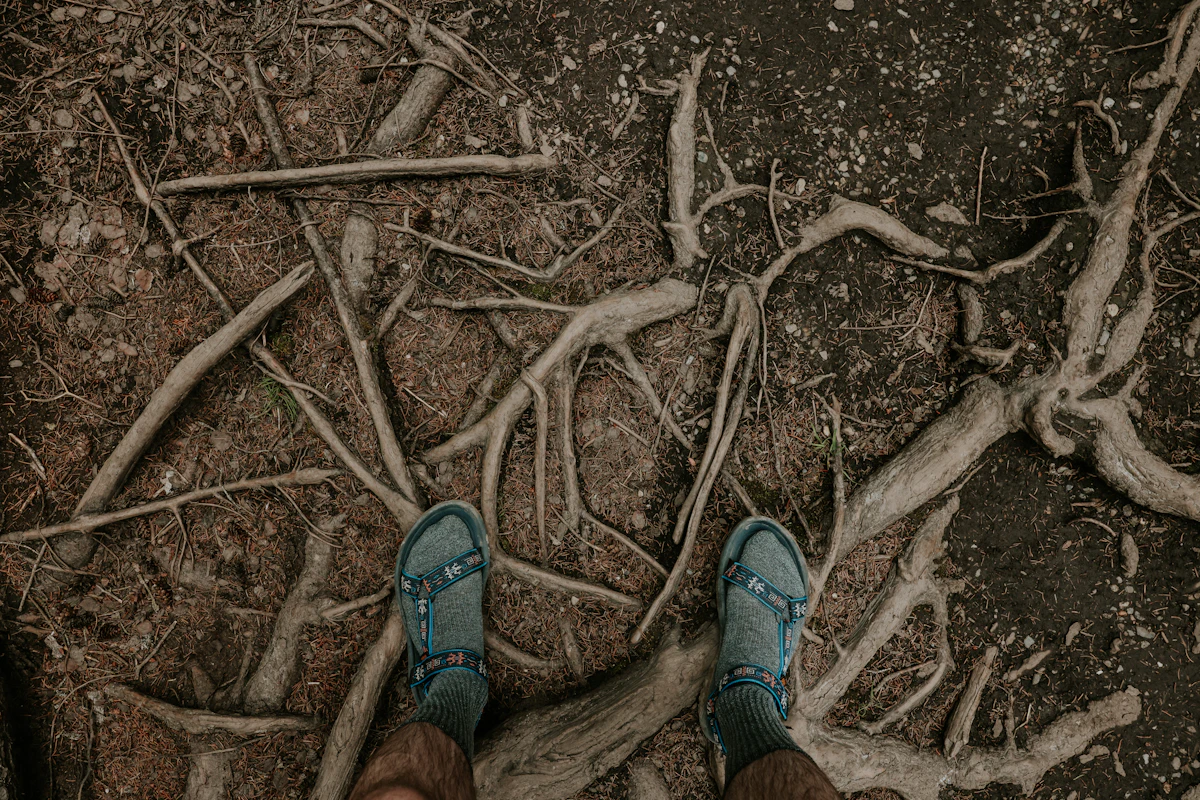 Feet standing on exposed tree roots on forest floor