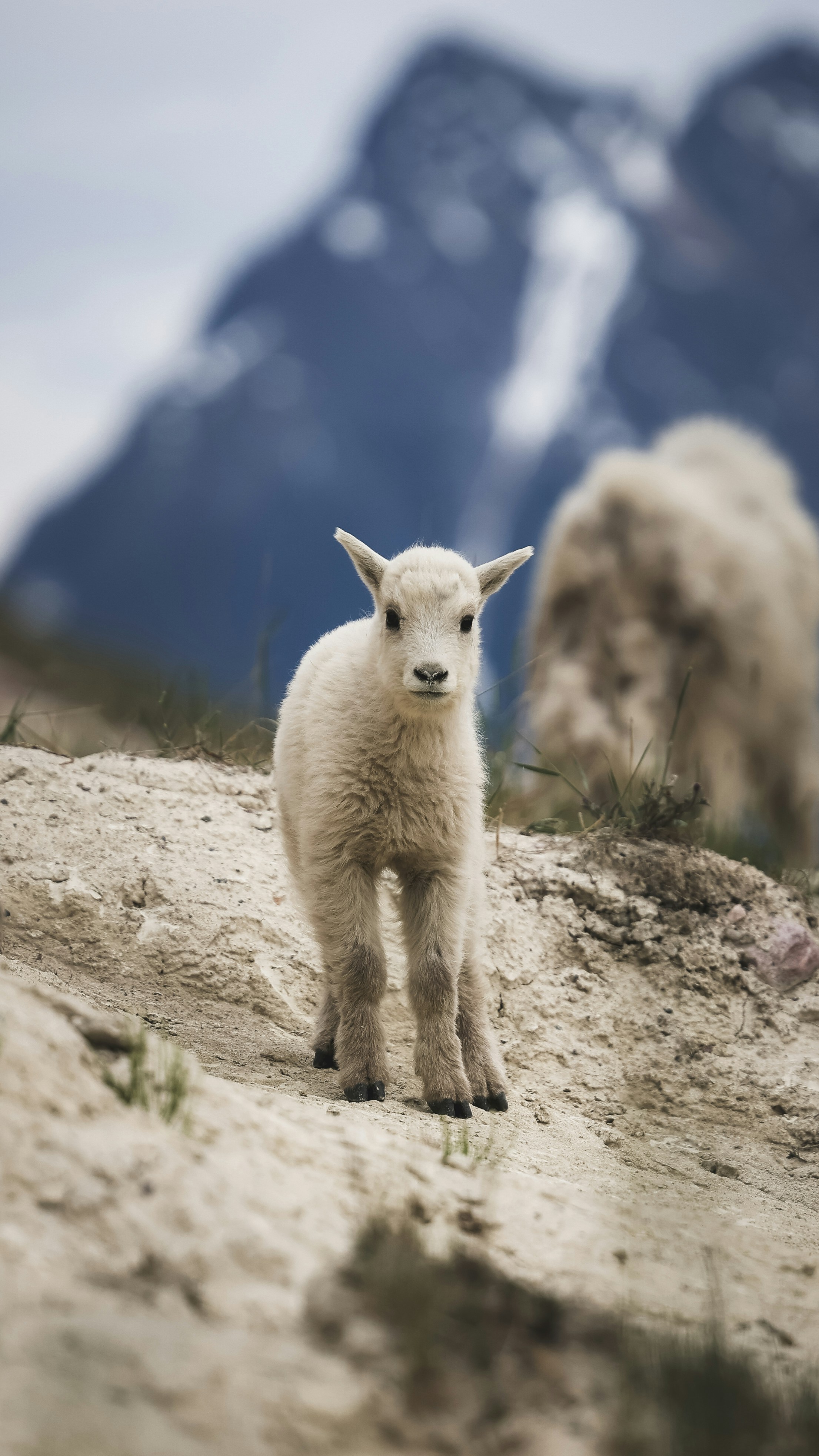 A baby goat stands on a rocky mountain slope.