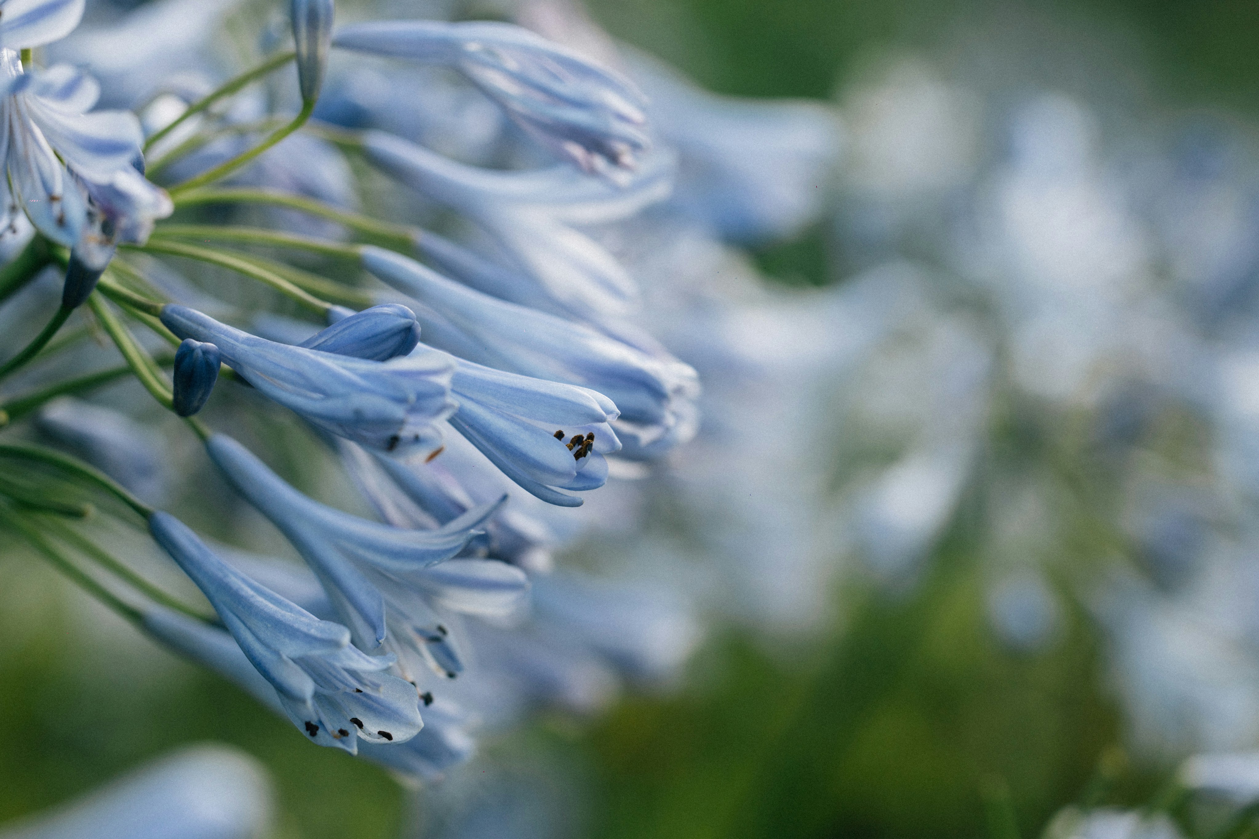 Photo by tsuyoshikozu