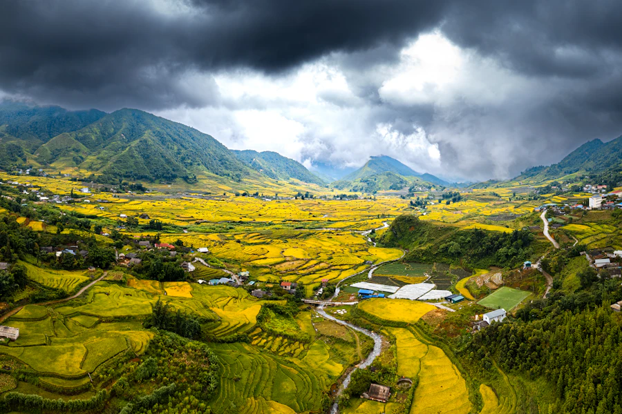 Sa Pa rice terraces