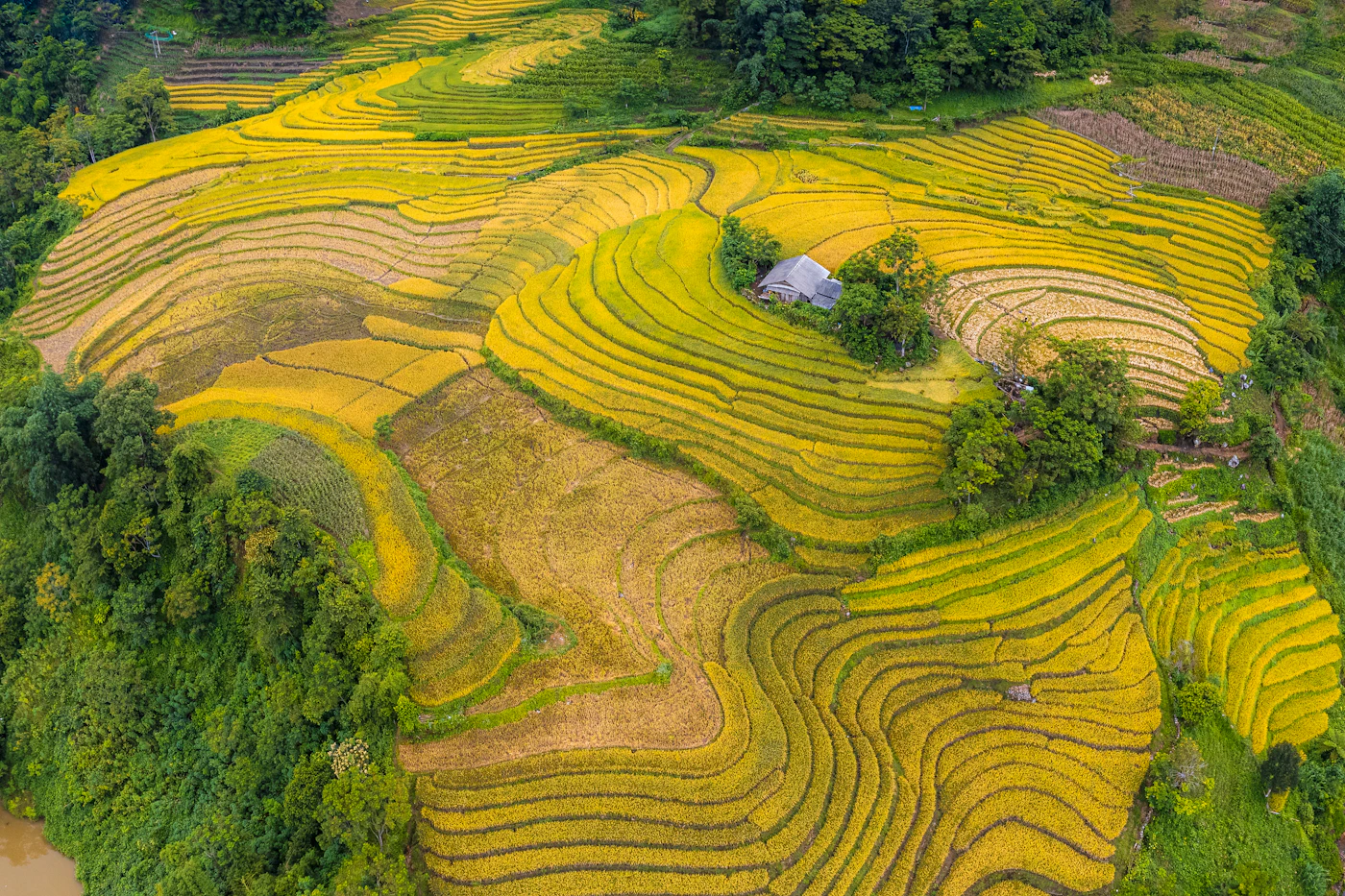 Golden terraced rice fields nestled between mountains in Sapa