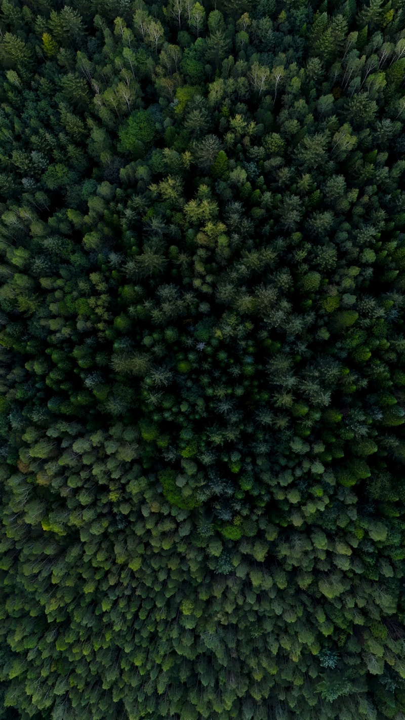 Hailar National Forest Park