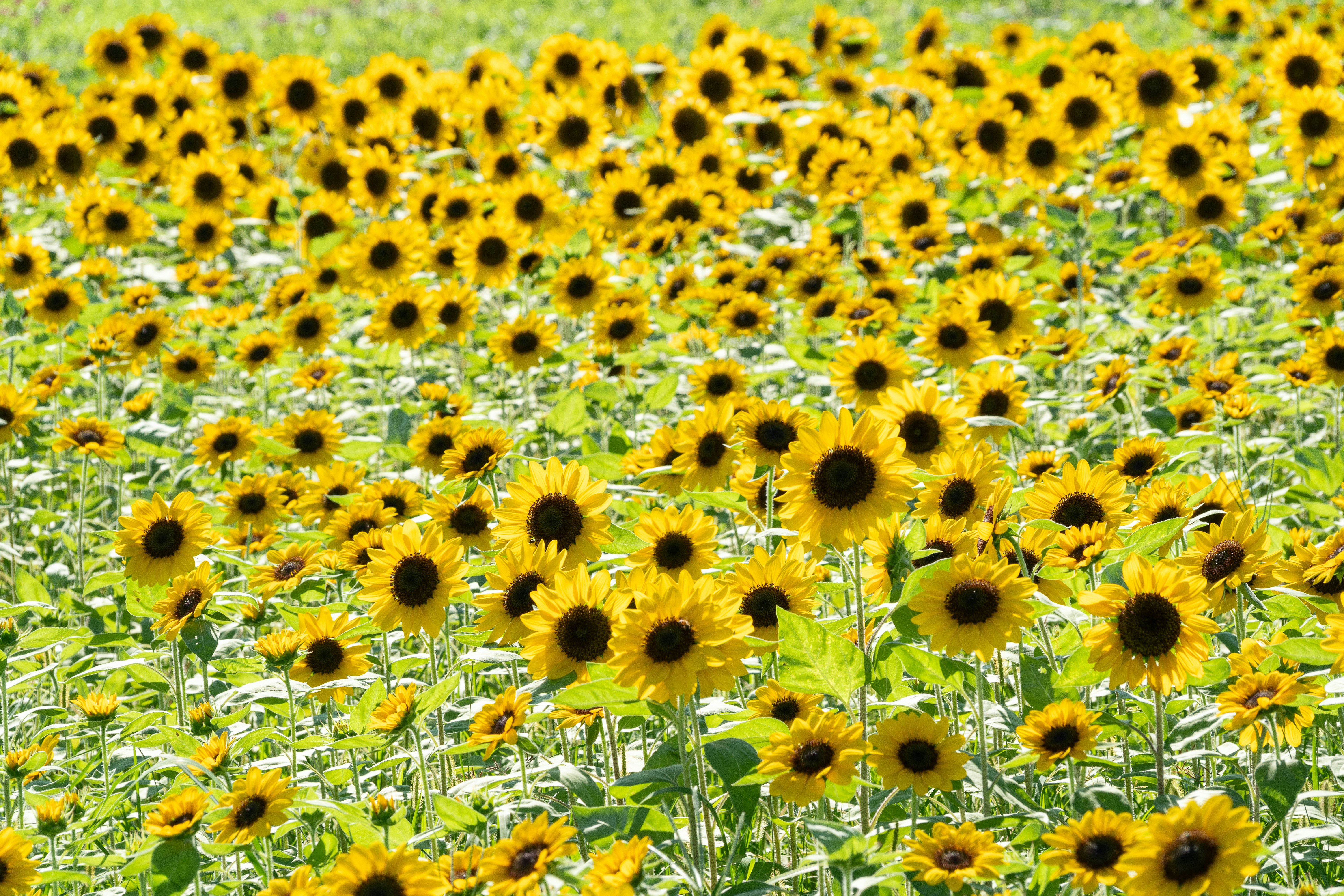 Photo by winstonchen