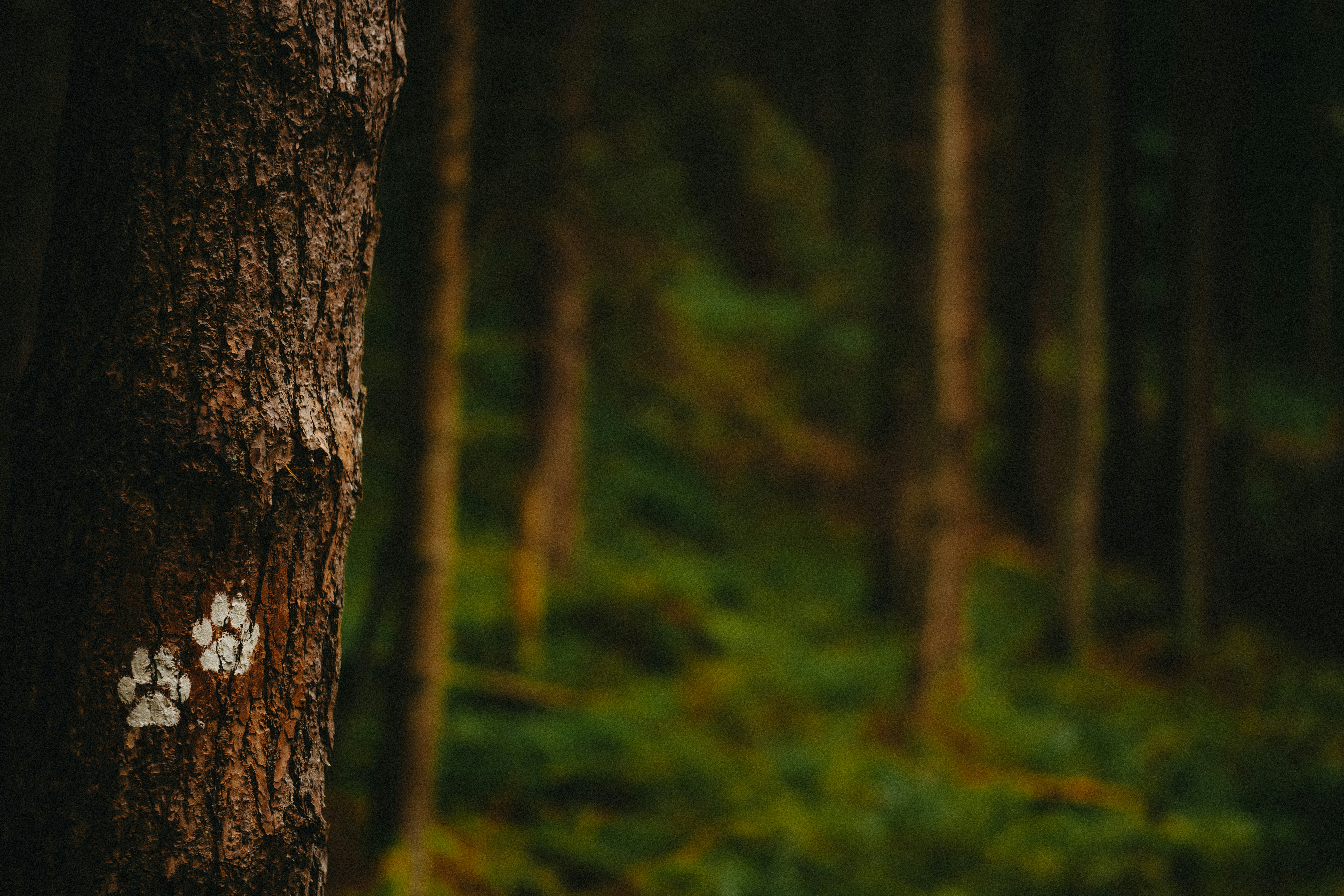 Photo by kristapsungurs