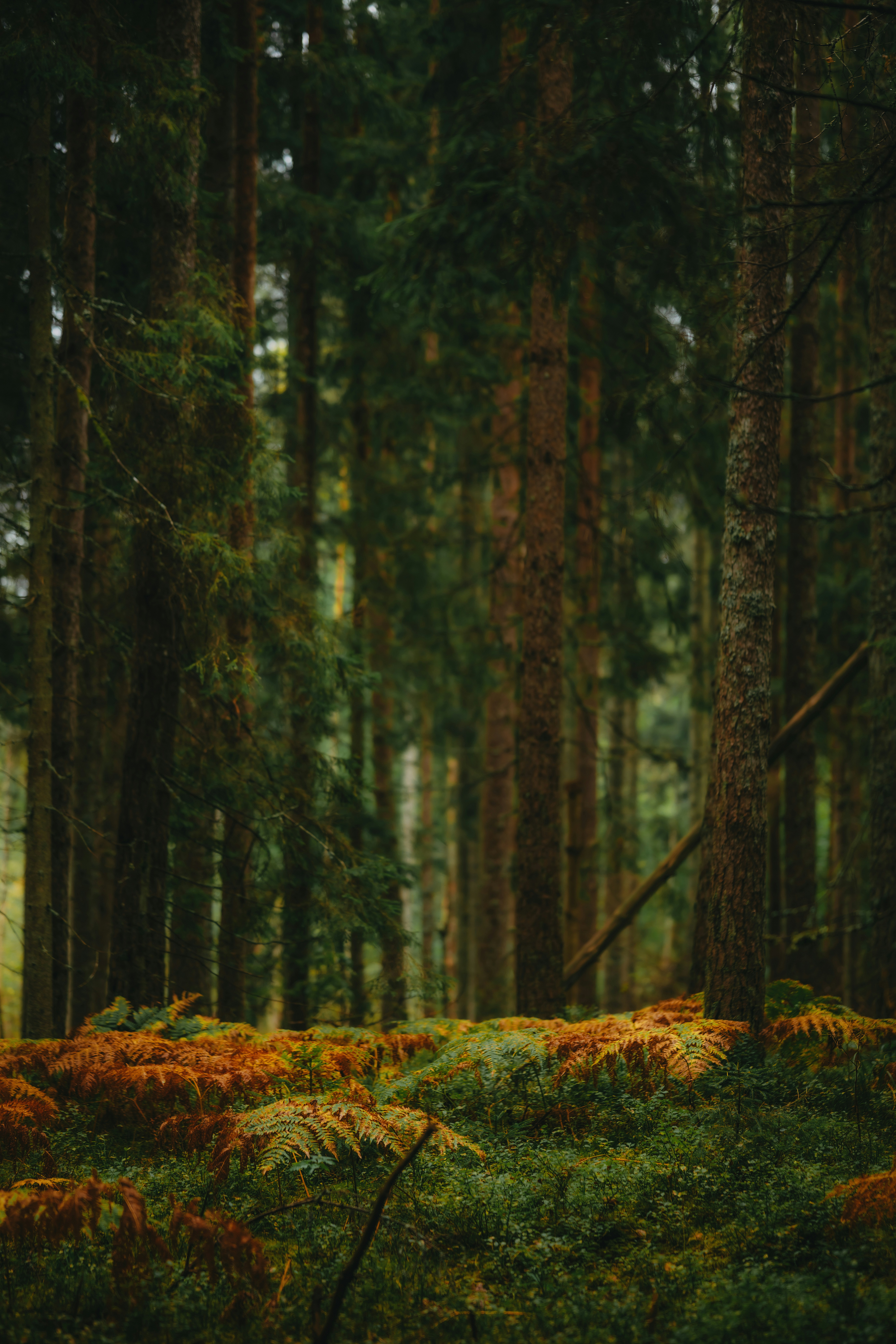 Photo by kristapsungurs