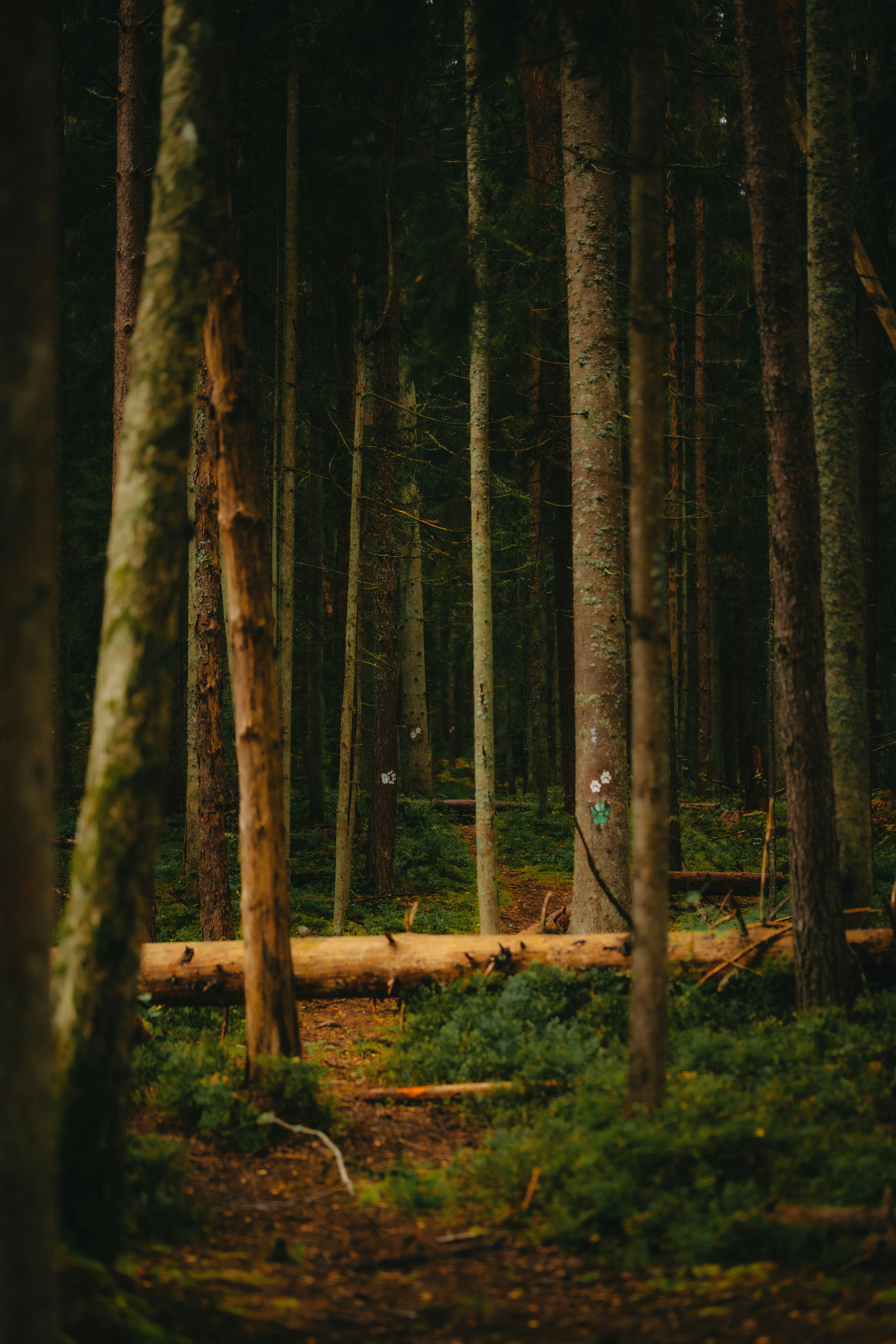 Tall trees in a dark, dense forest with fallen log. photo – Free Dark  background Image on Unsplash, image size:3000x4500