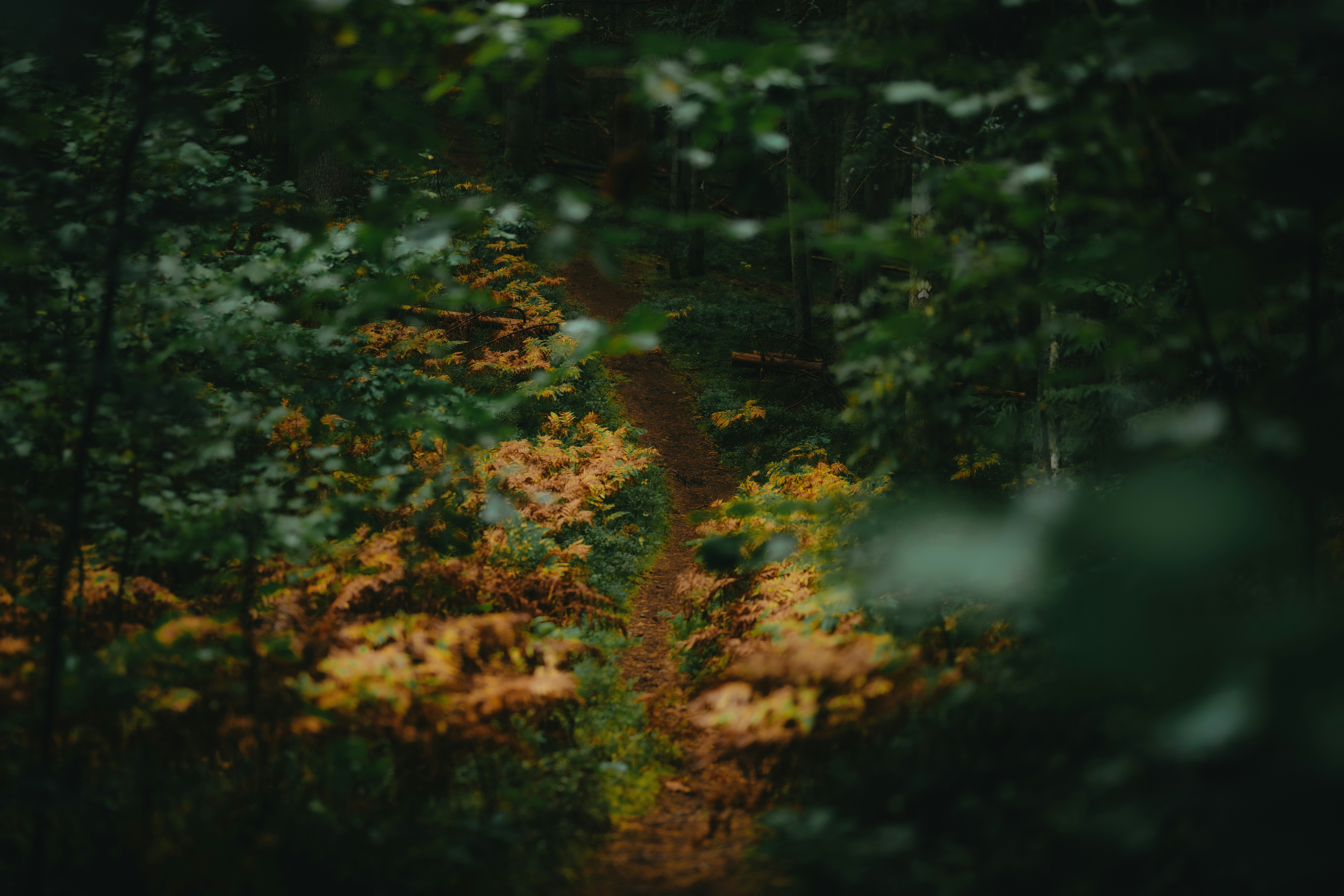 Photo by kristapsungurs