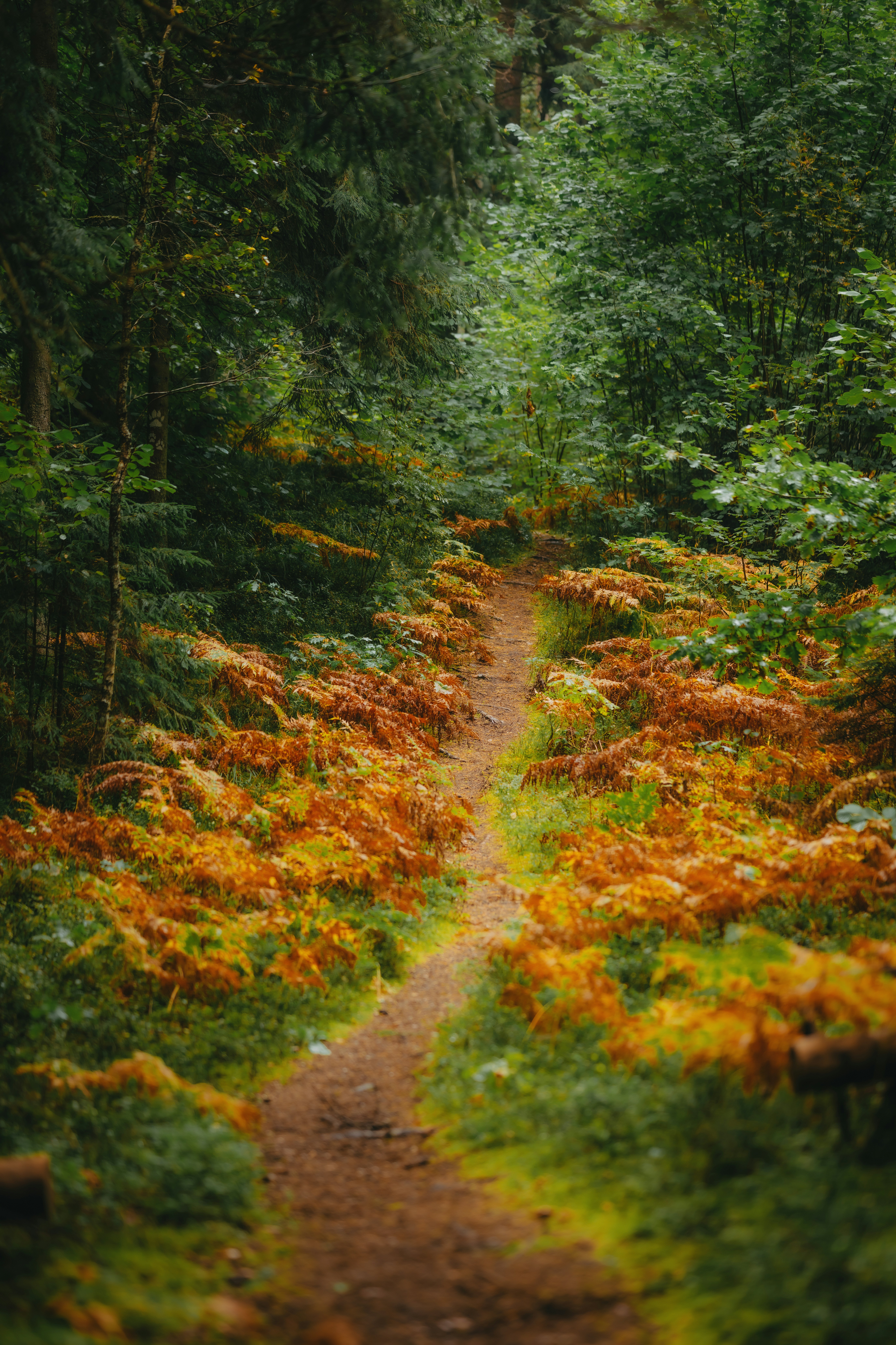 Photo by kristapsungurs