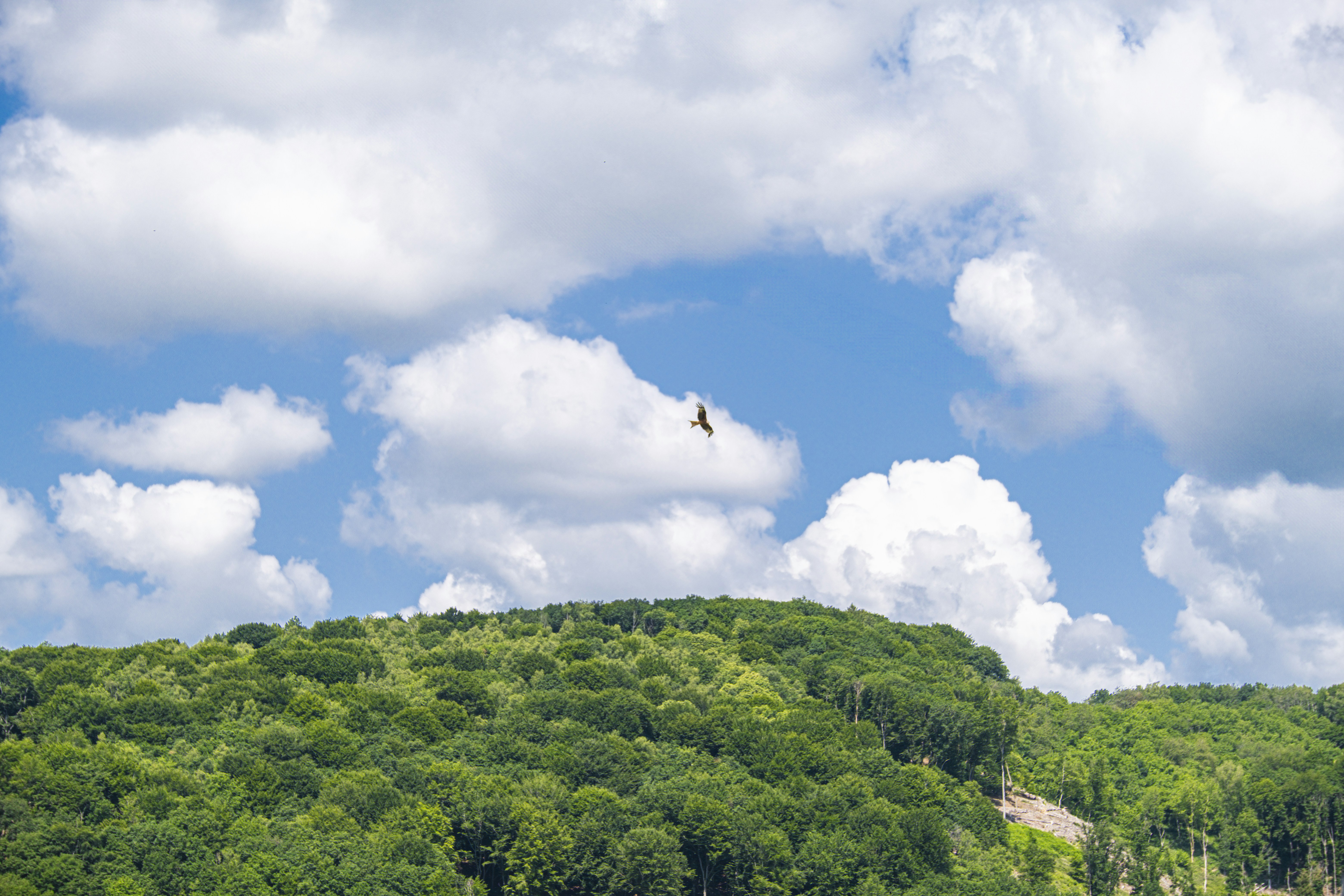 Un uccello vola sopra una foresta verde lussureggiante sotto le nuvole.