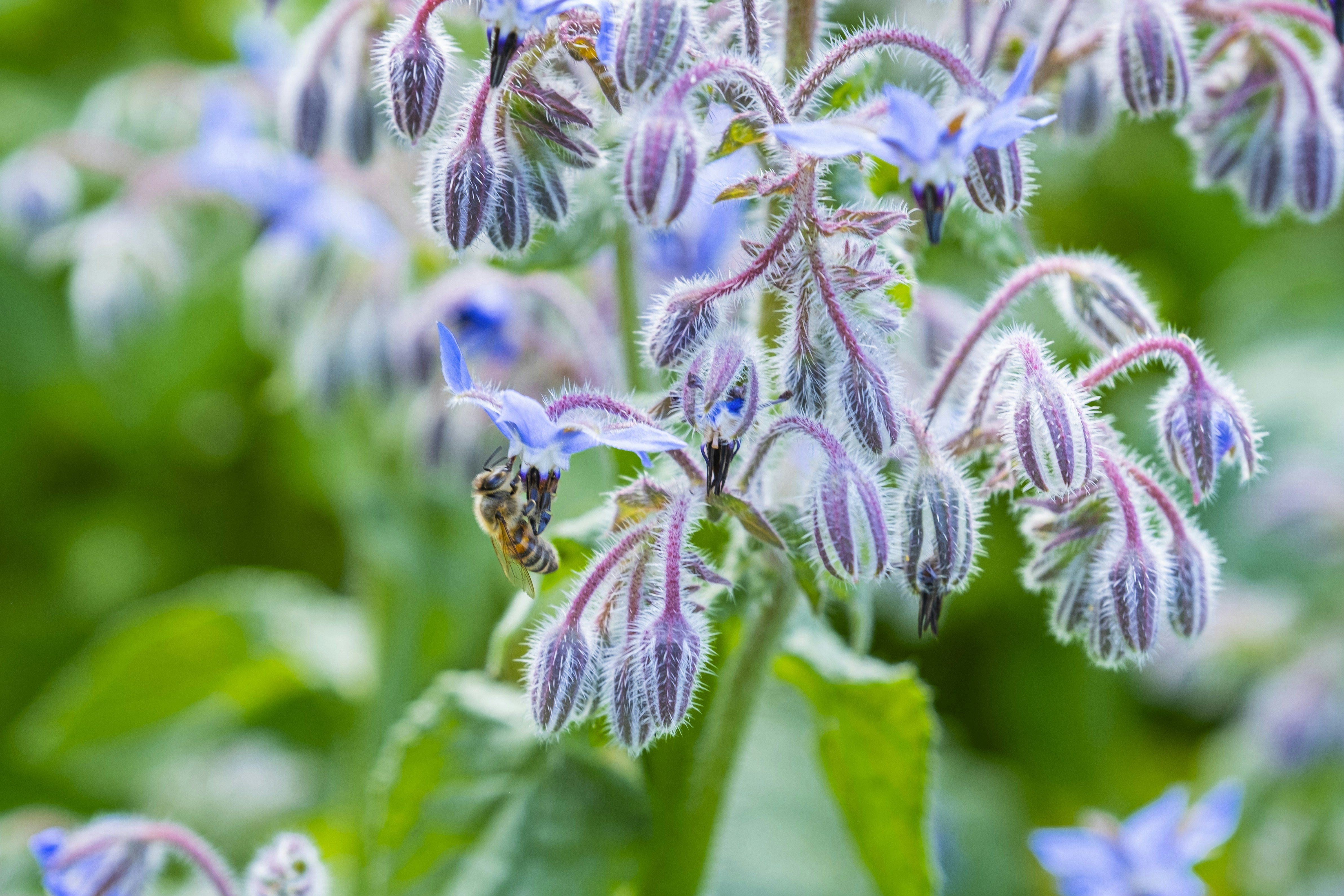 A bee collects nectar from a fuzzy blue borage flower.