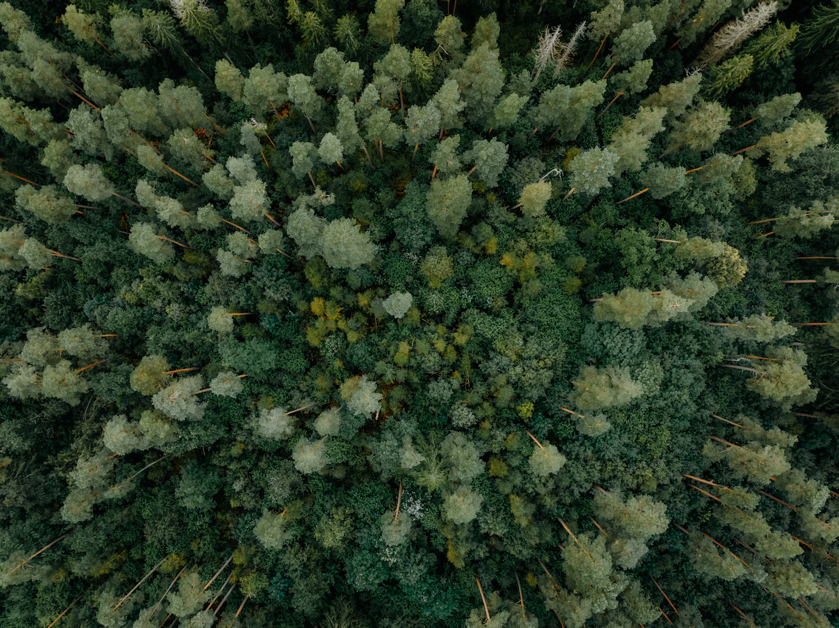 Vista aérea de bosque — compromiso de CMP Consultoría con la sostenibilidad territorial