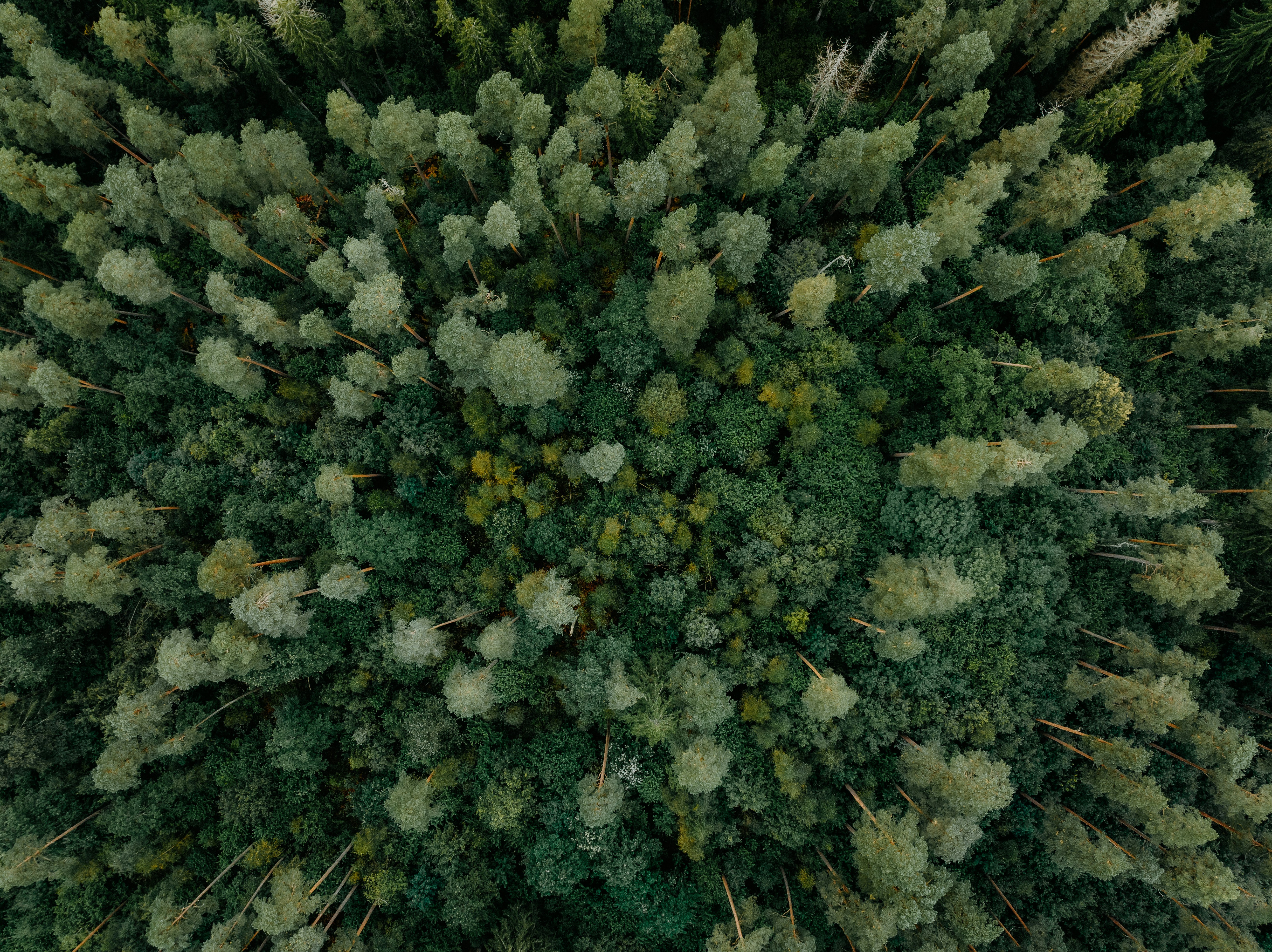 Aerial view of a dense green forest canopy.