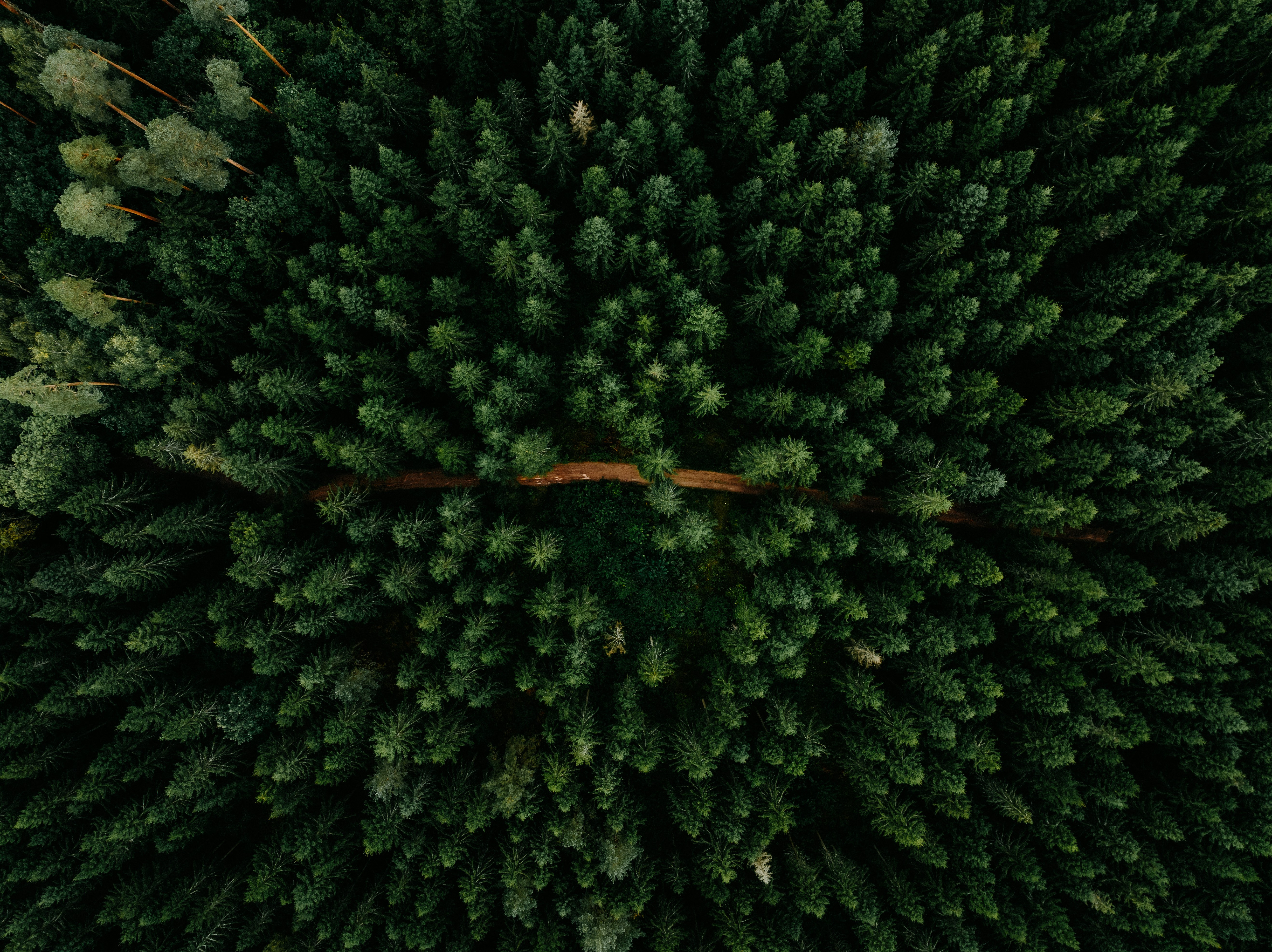 Aerial view of a dense Baltic pine forest with a path winding through the canopy