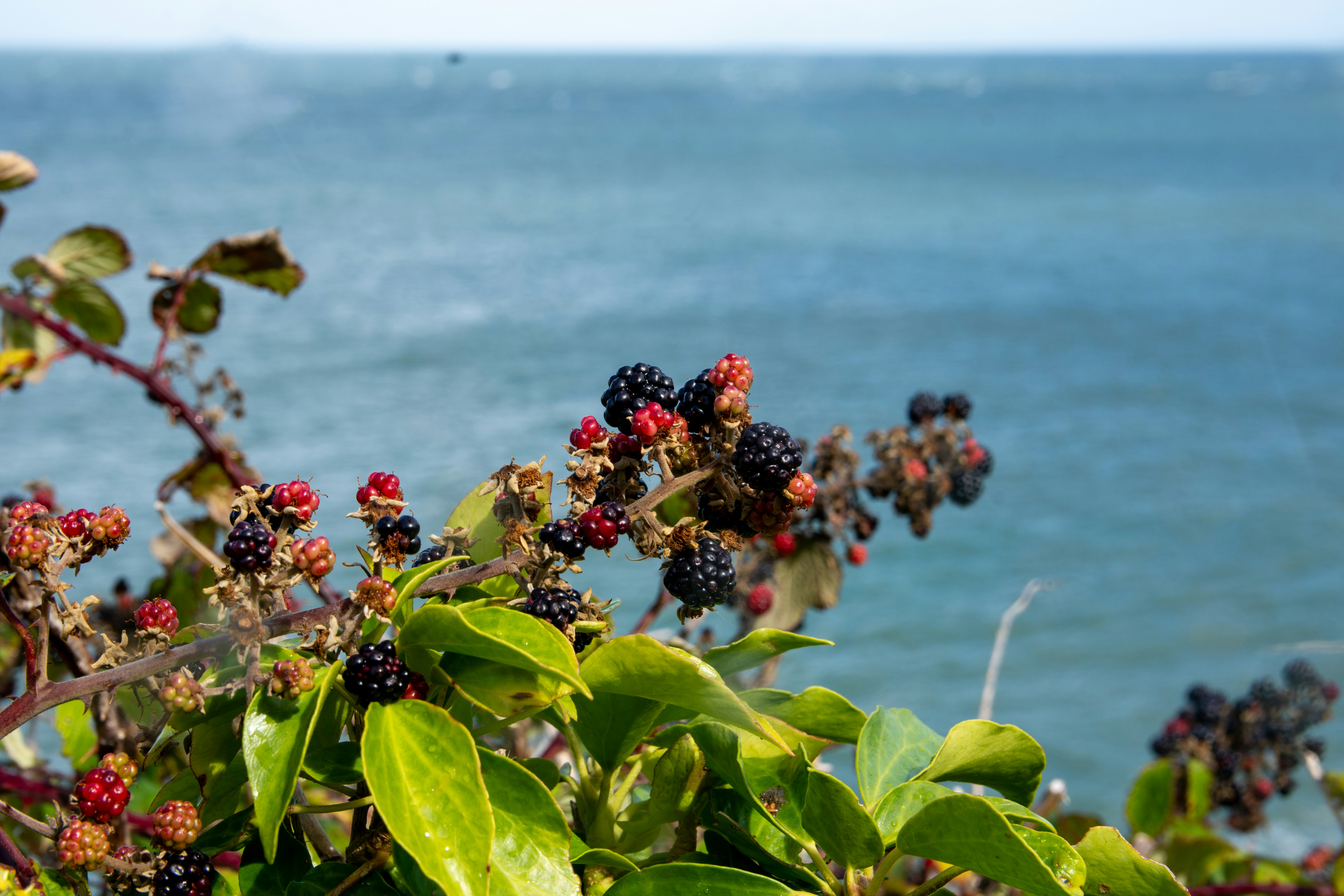 Sea buckthorn harvest with ocean view