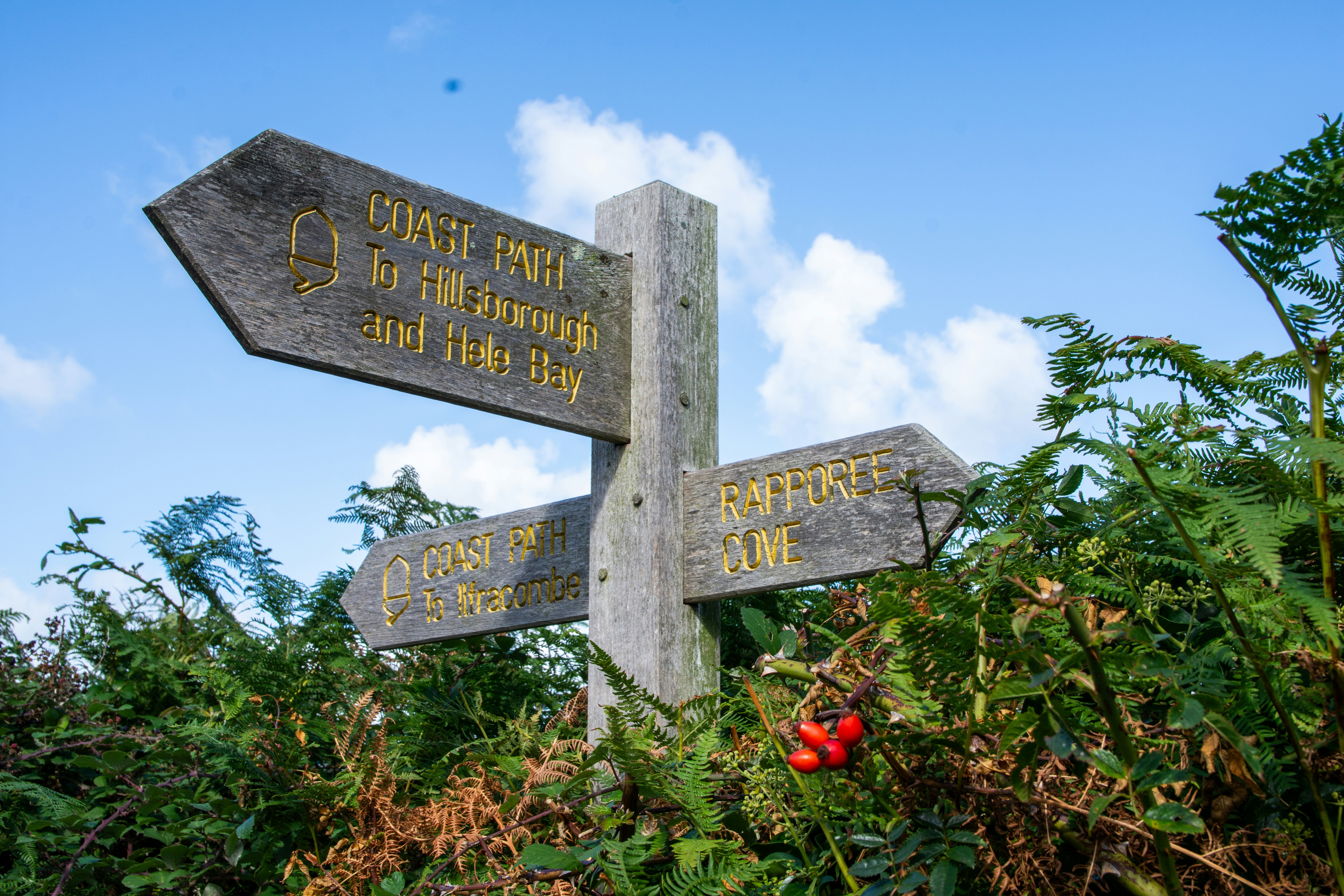 Wooden signpost with directions in green foliage