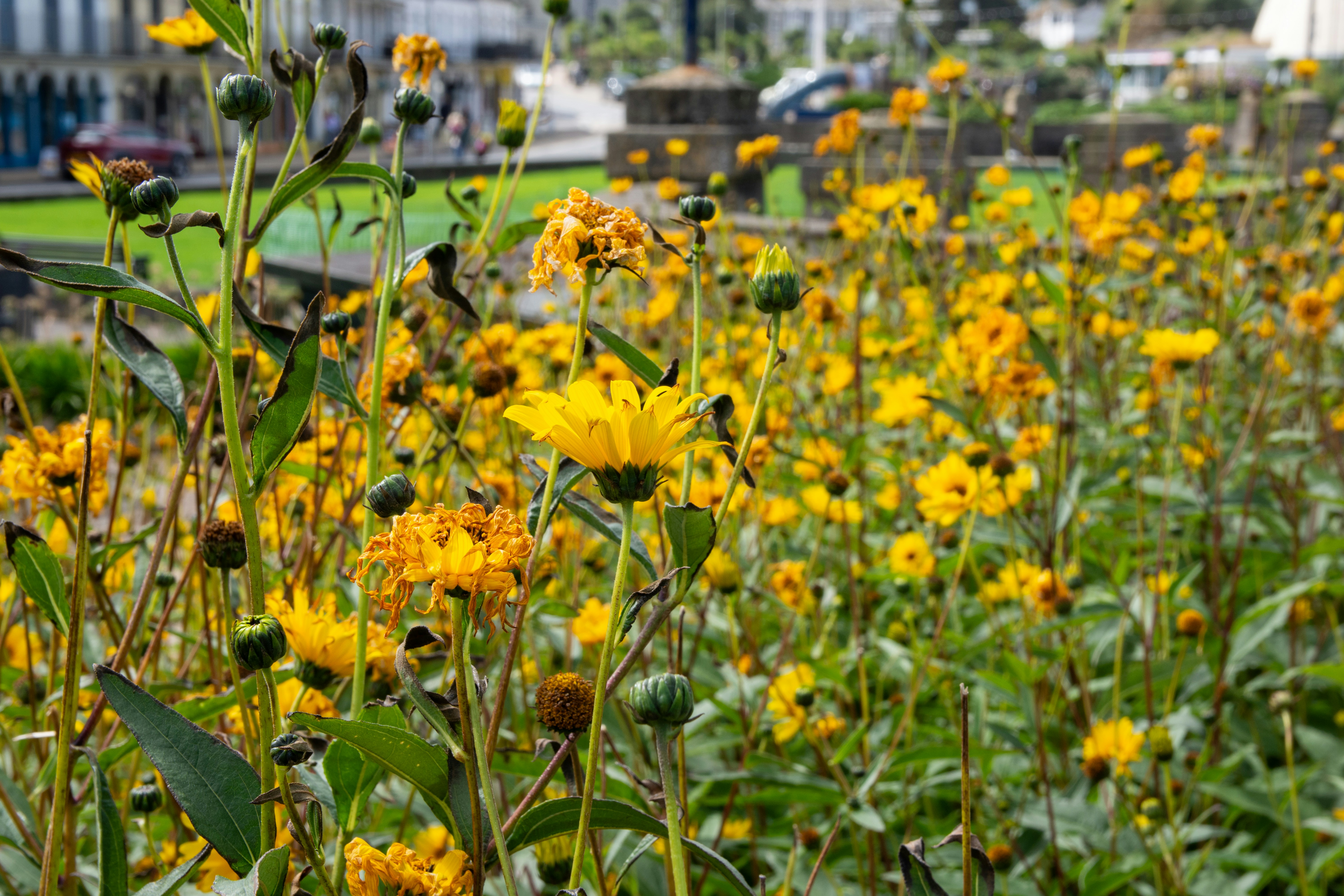 Field of yellow wildflowers with green foliage