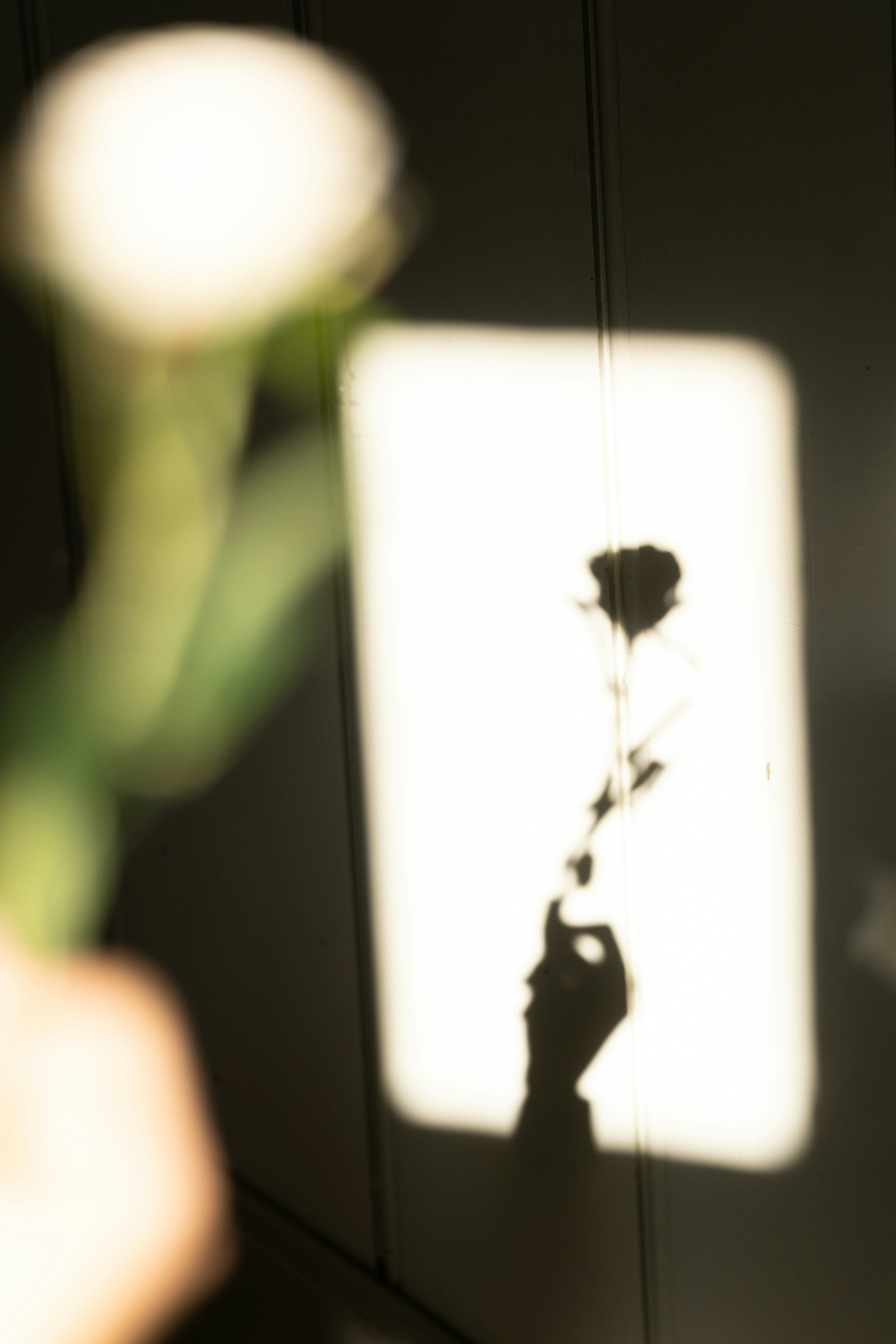 Shadow of a hand holding a rose against wall